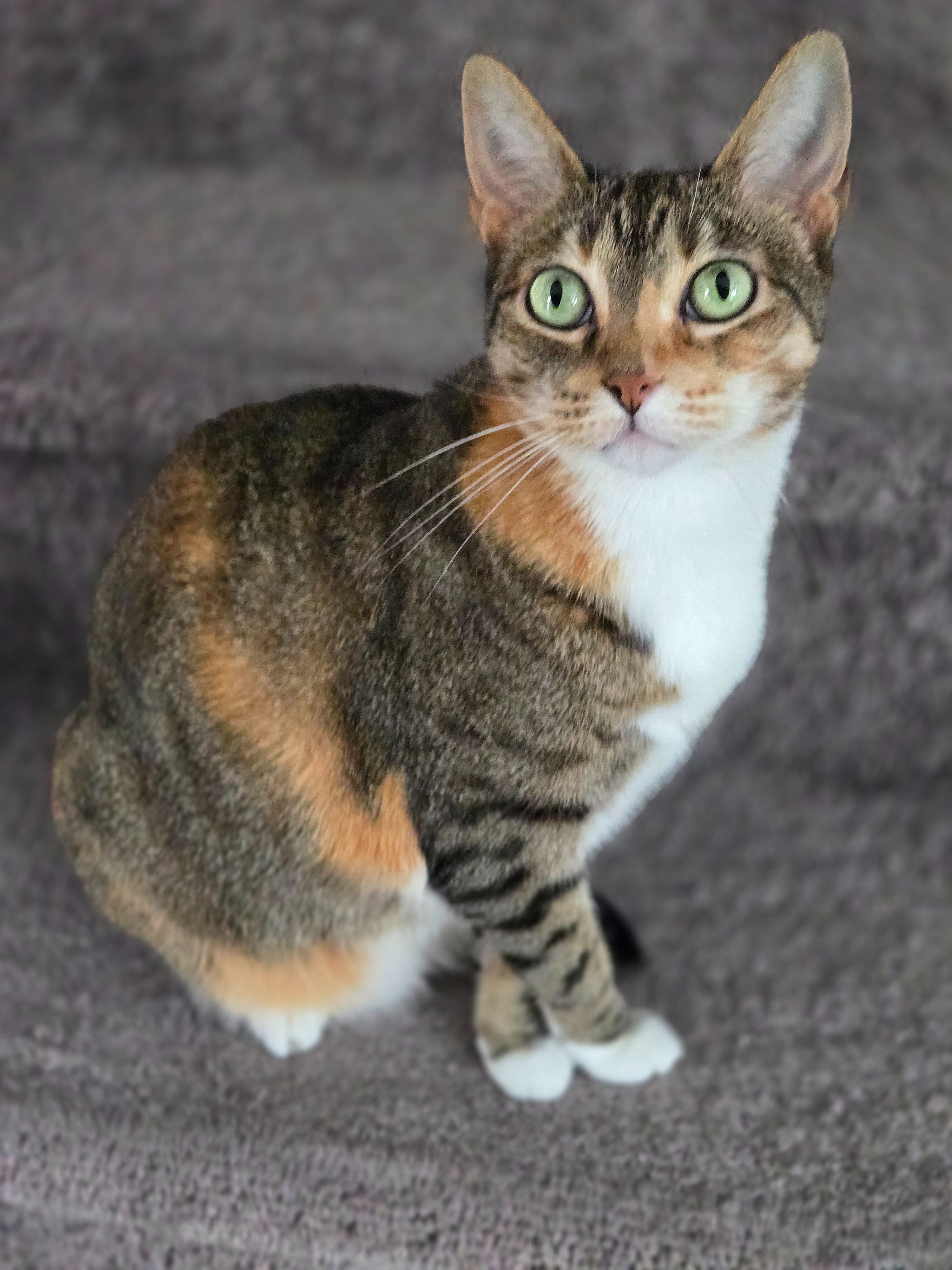Help my Cat Have a Peaceful Passing campaign photo, 4 of 8