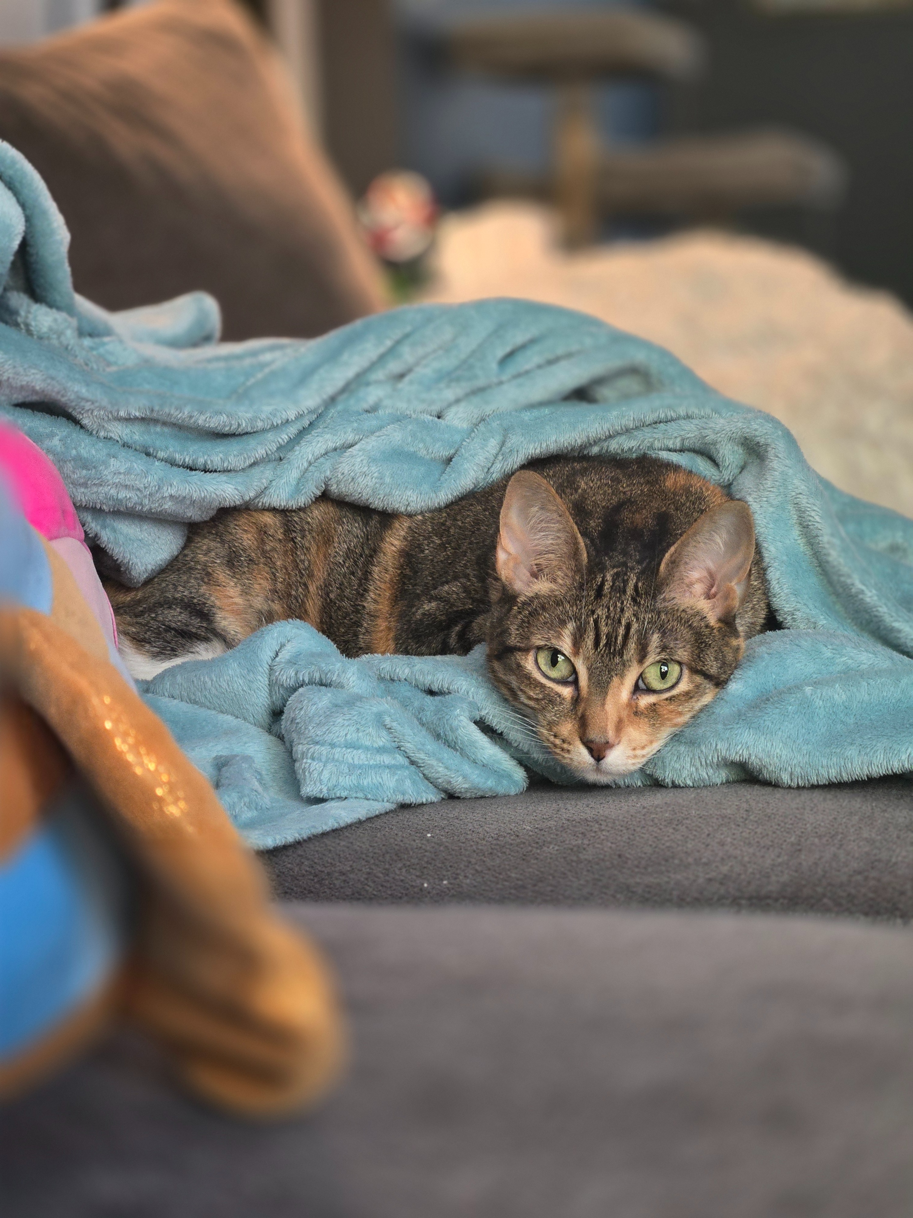 Help my Cat Have a Peaceful Passing campaign photo, 6 of 8