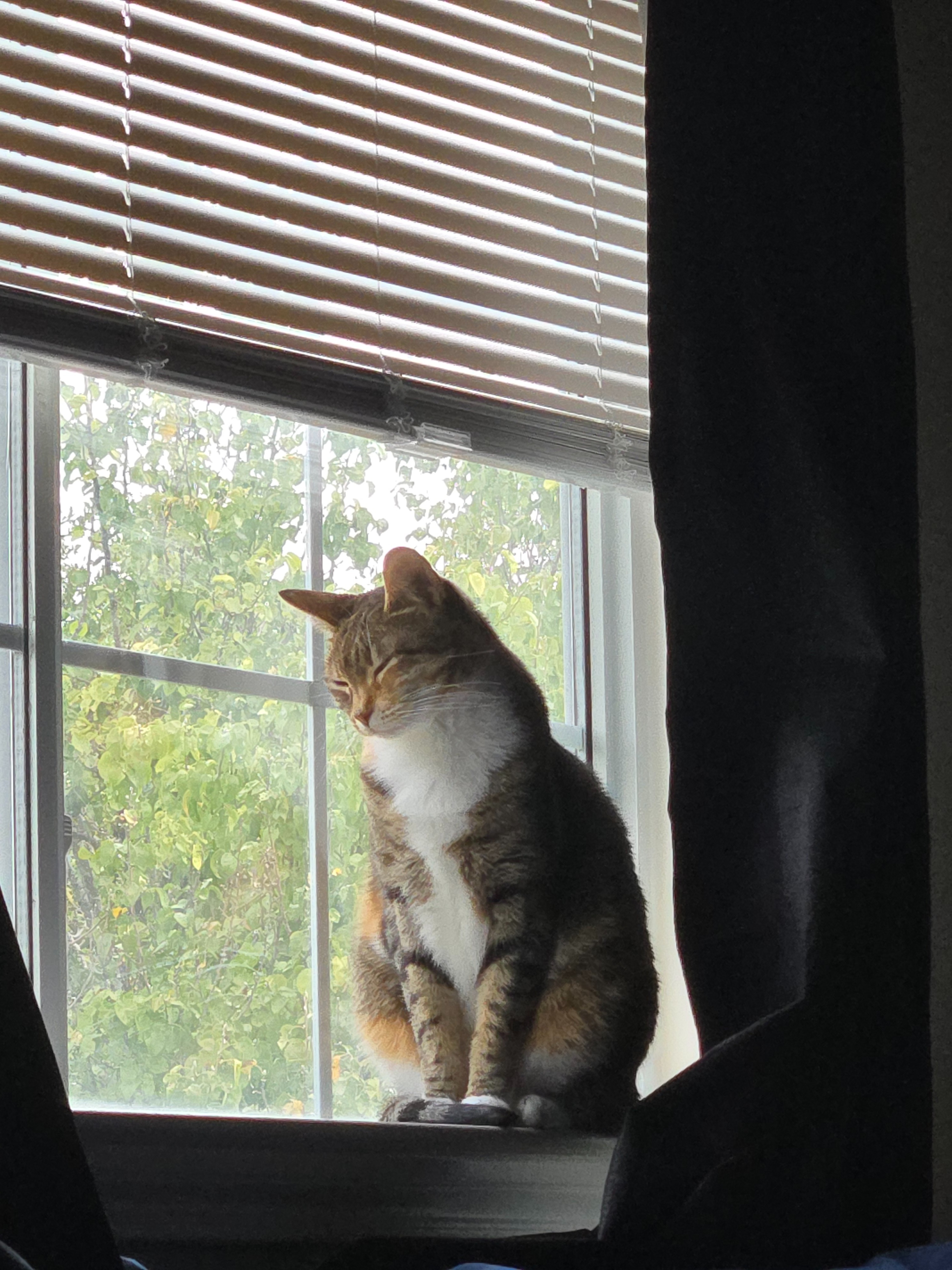 Help my Cat Have a Peaceful Passing campaign photo, 5 of 8