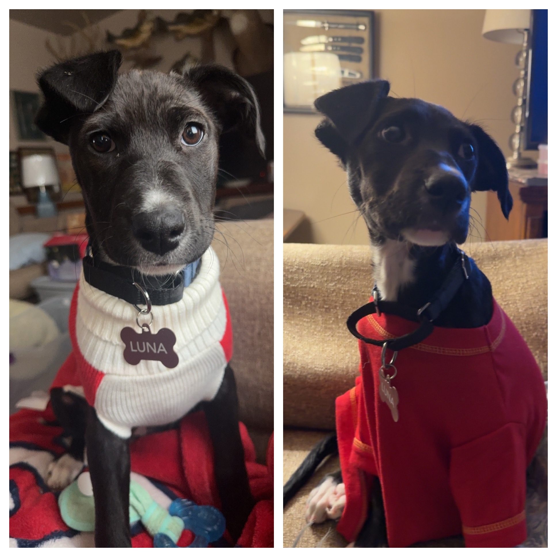 Fundraiser by Stephanie Lutz : Help Luna Walk Again