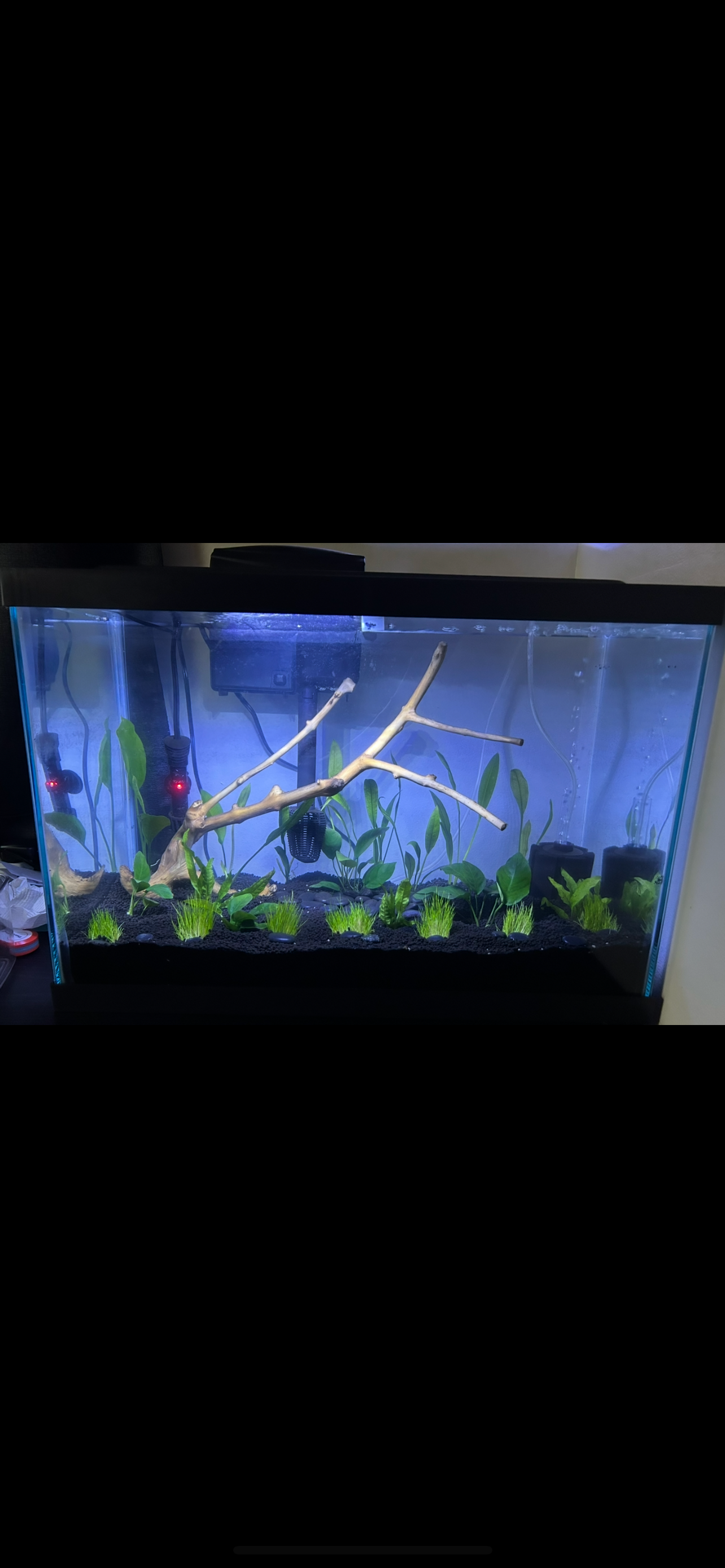 Help Us Grow Our Family Aquarium Dream campaign photo, 6 of 8