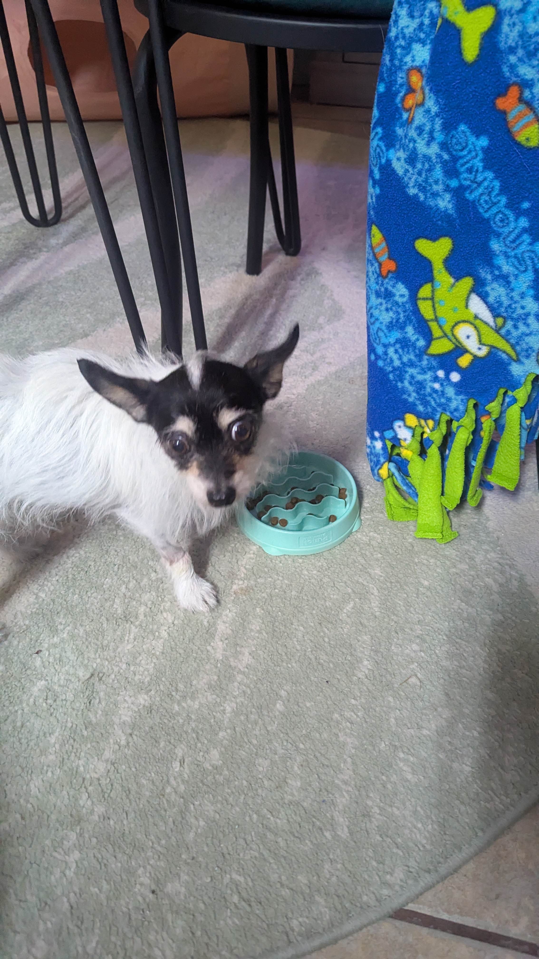 Support Dottie's Recovery ♥ Emergency Surgery Funds campaign photo, 2 of 7