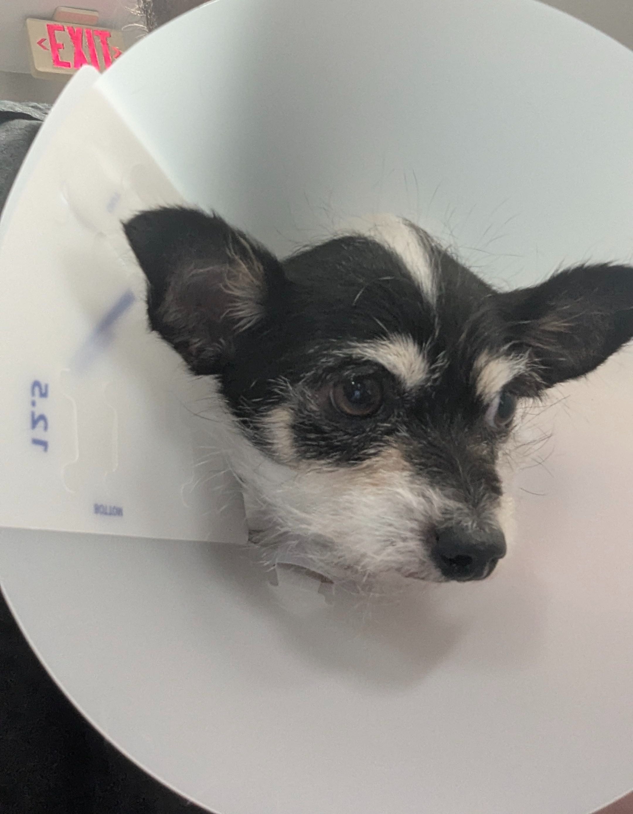 Support Dottie's Recovery ♥ Emergency Surgery Funds campaign photo, 6 of 7