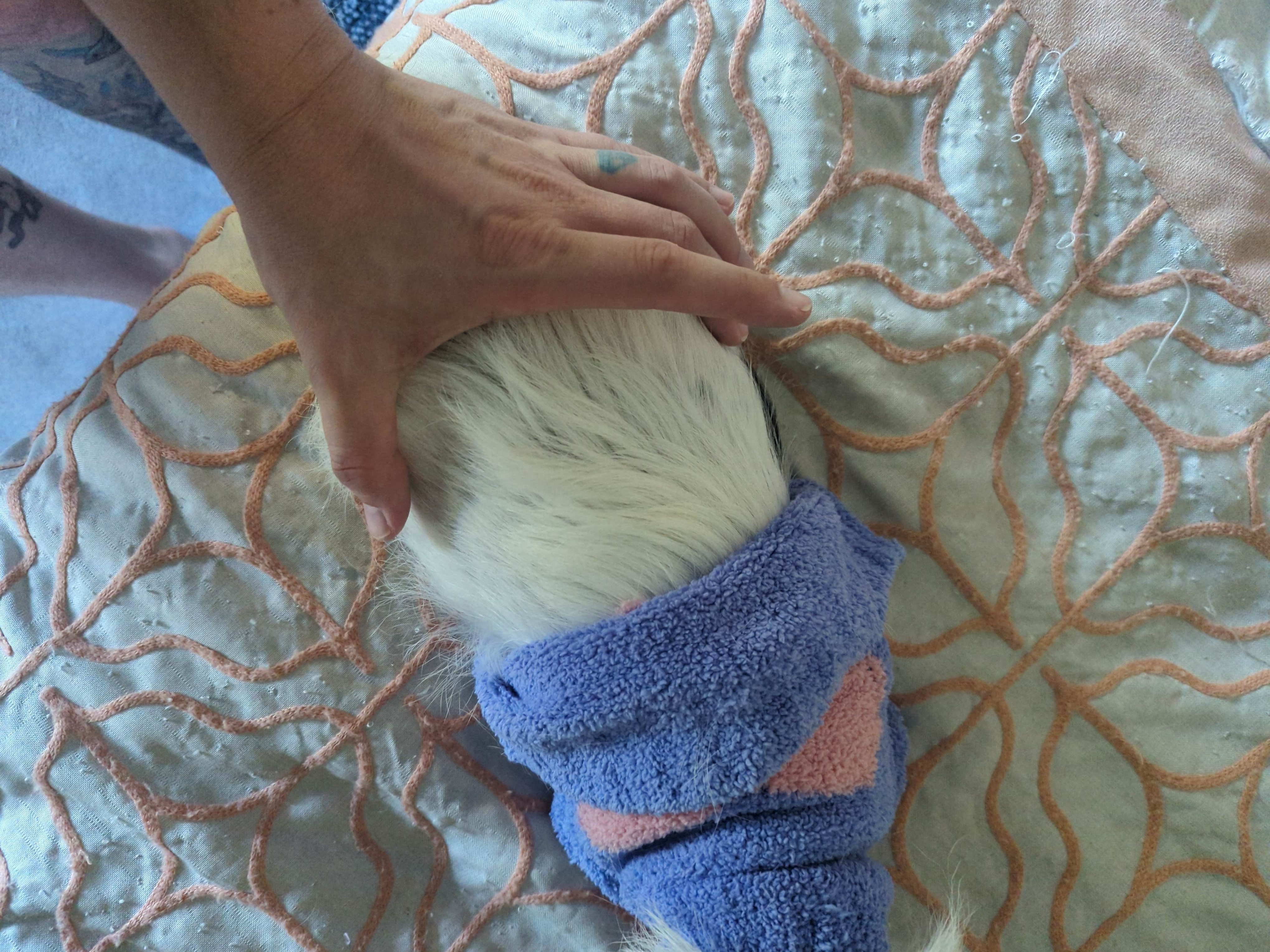 Support Dottie's Recovery ♥ Emergency Surgery Funds campaign photo, 4 of 7