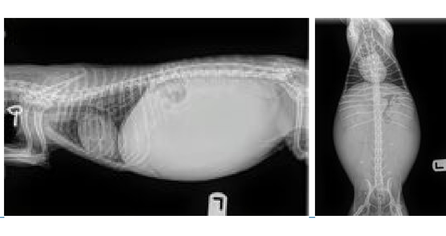 Support Dottie's Recovery ♥ Emergency Surgery Funds campaign photo, 5 of 7