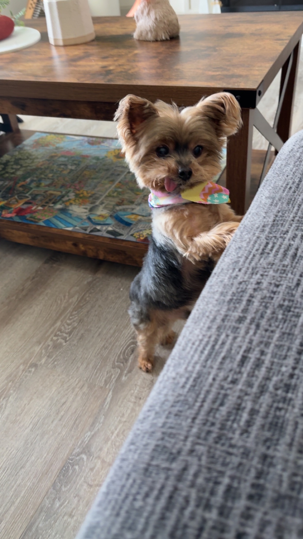 Support Simba’s Urgent Medical Needs campaign photo, 2 of 4