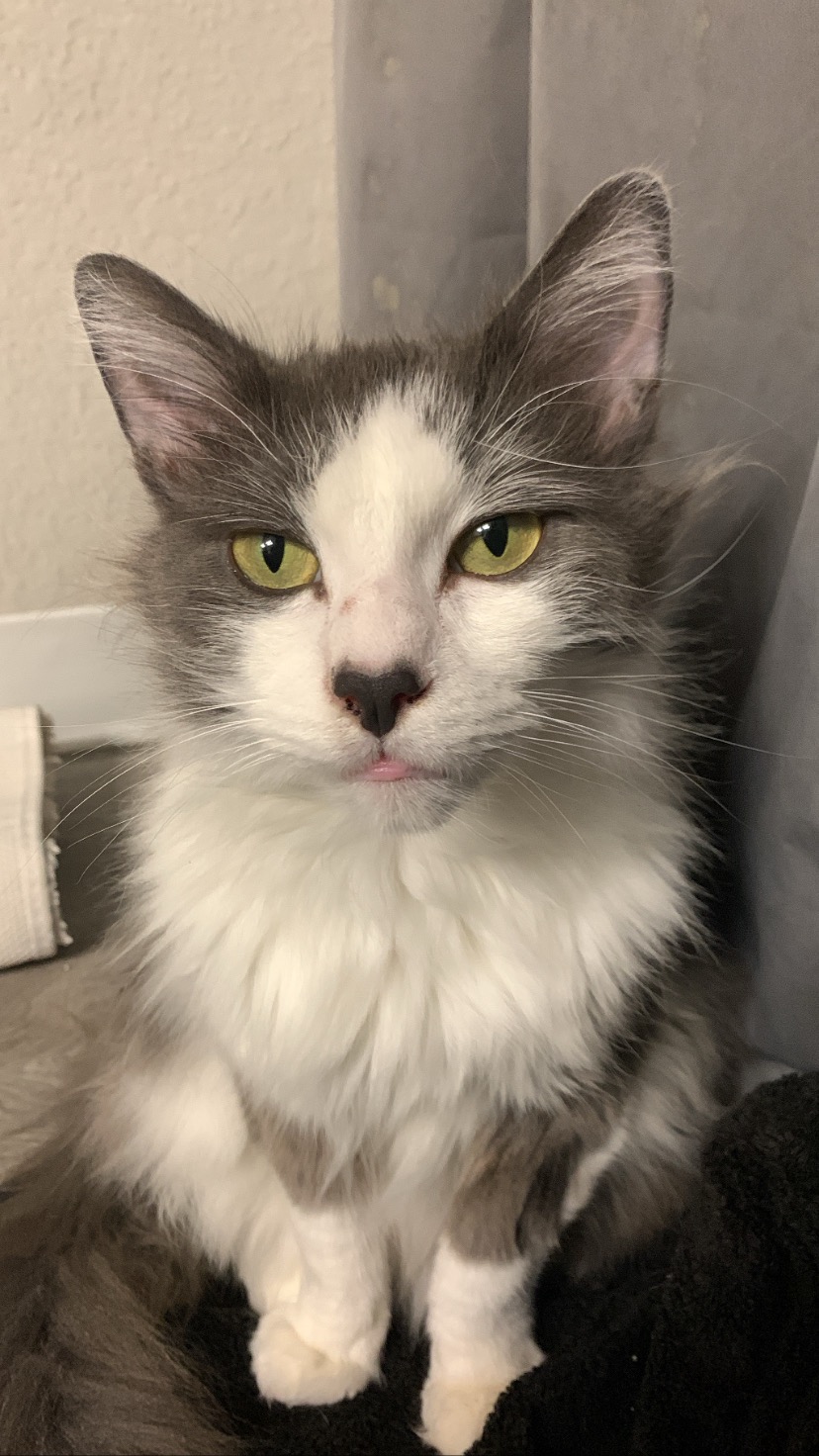 Help Save Opal: Emergency Surgery for My Cat campaign photo, 2 of 5