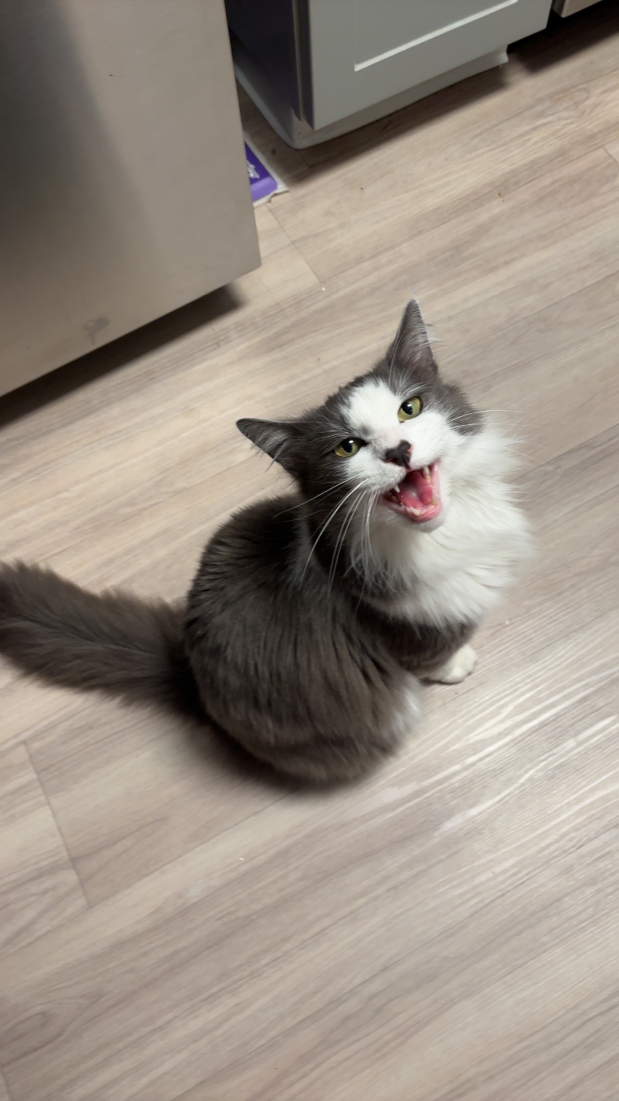 Help Save Opal: Emergency Surgery for My Cat campaign photo, 4 of 5