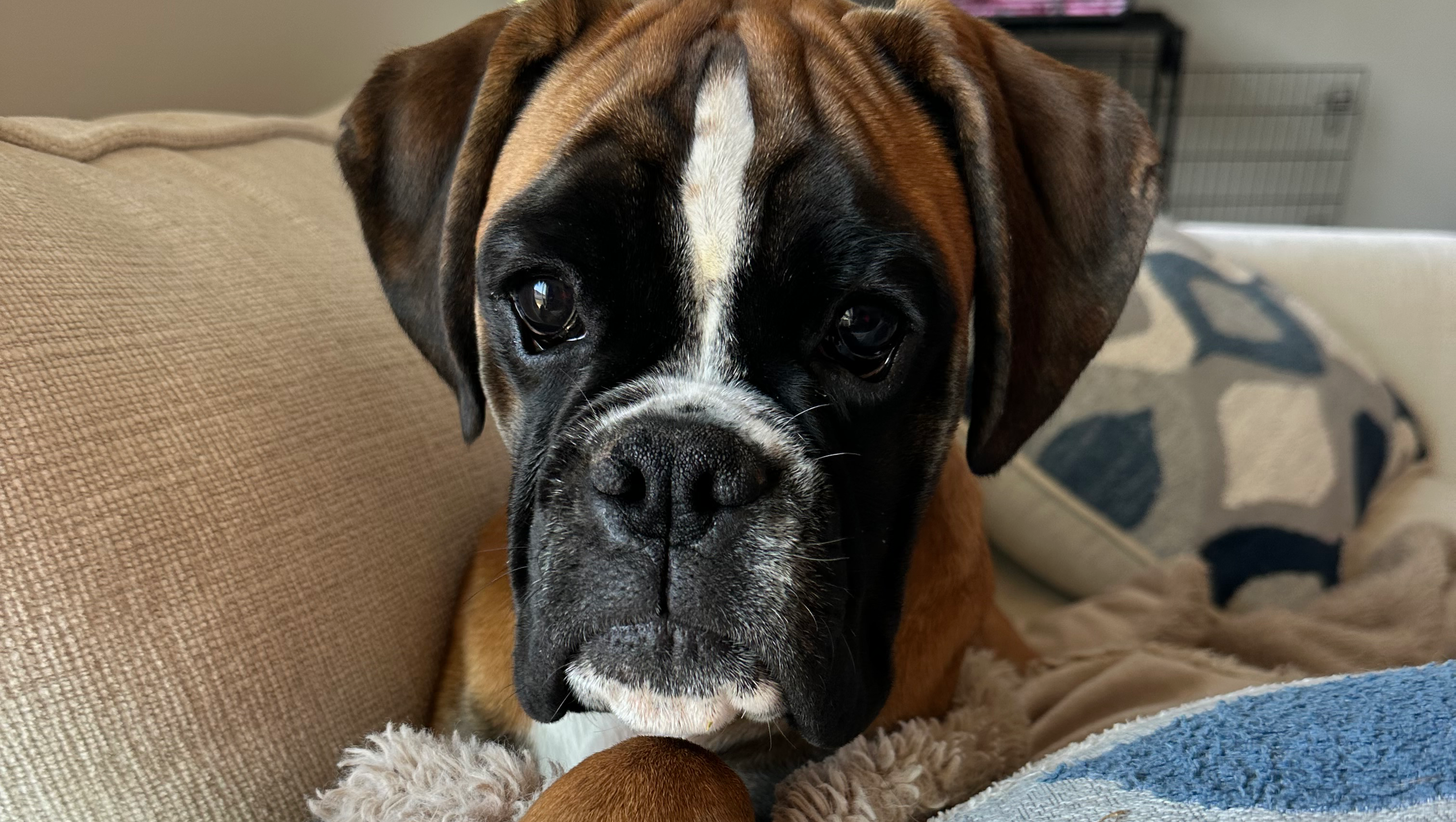 Help Bring Vallie Home Safe photo