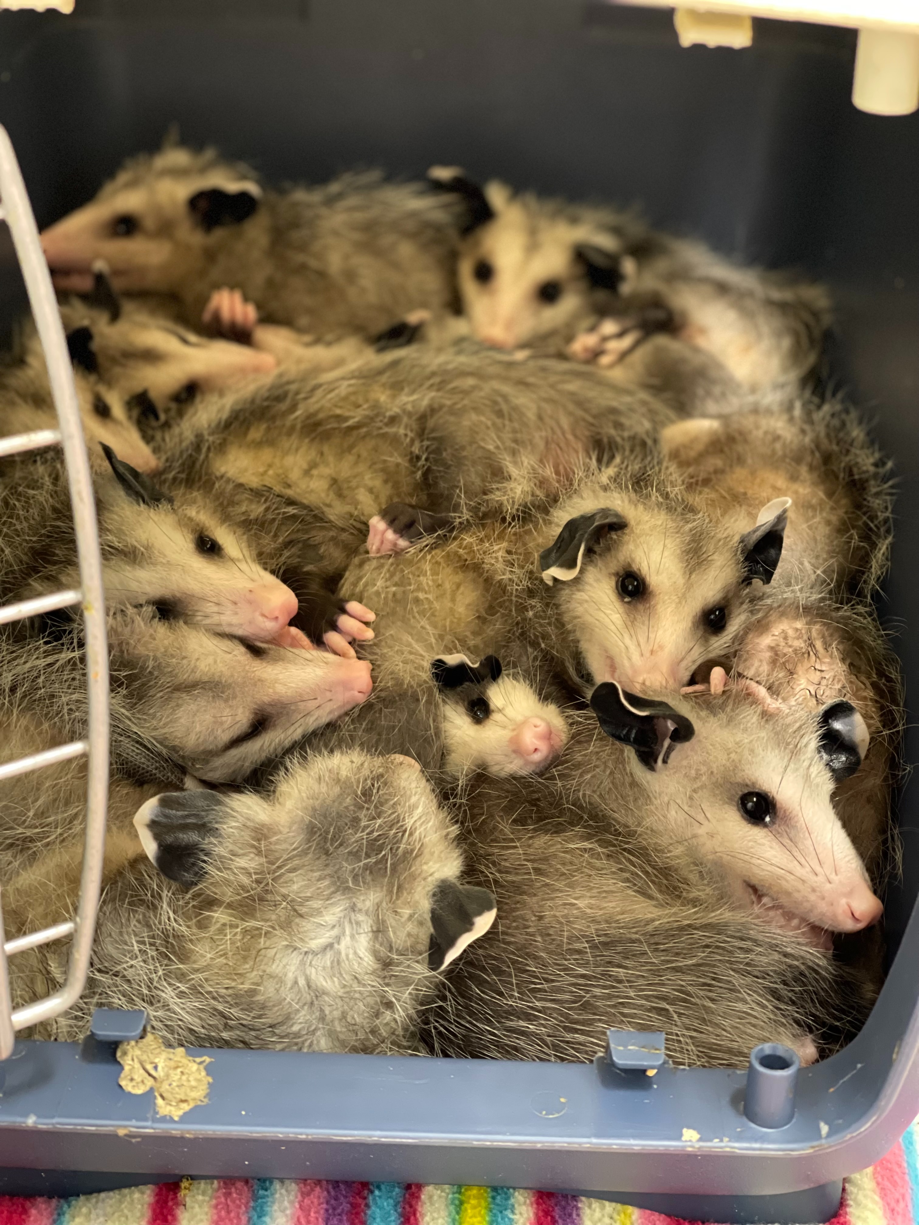 Stop Unnecessary Euthanasia: Help Our Wildlife Quarantine campaign photo, 7 of 8