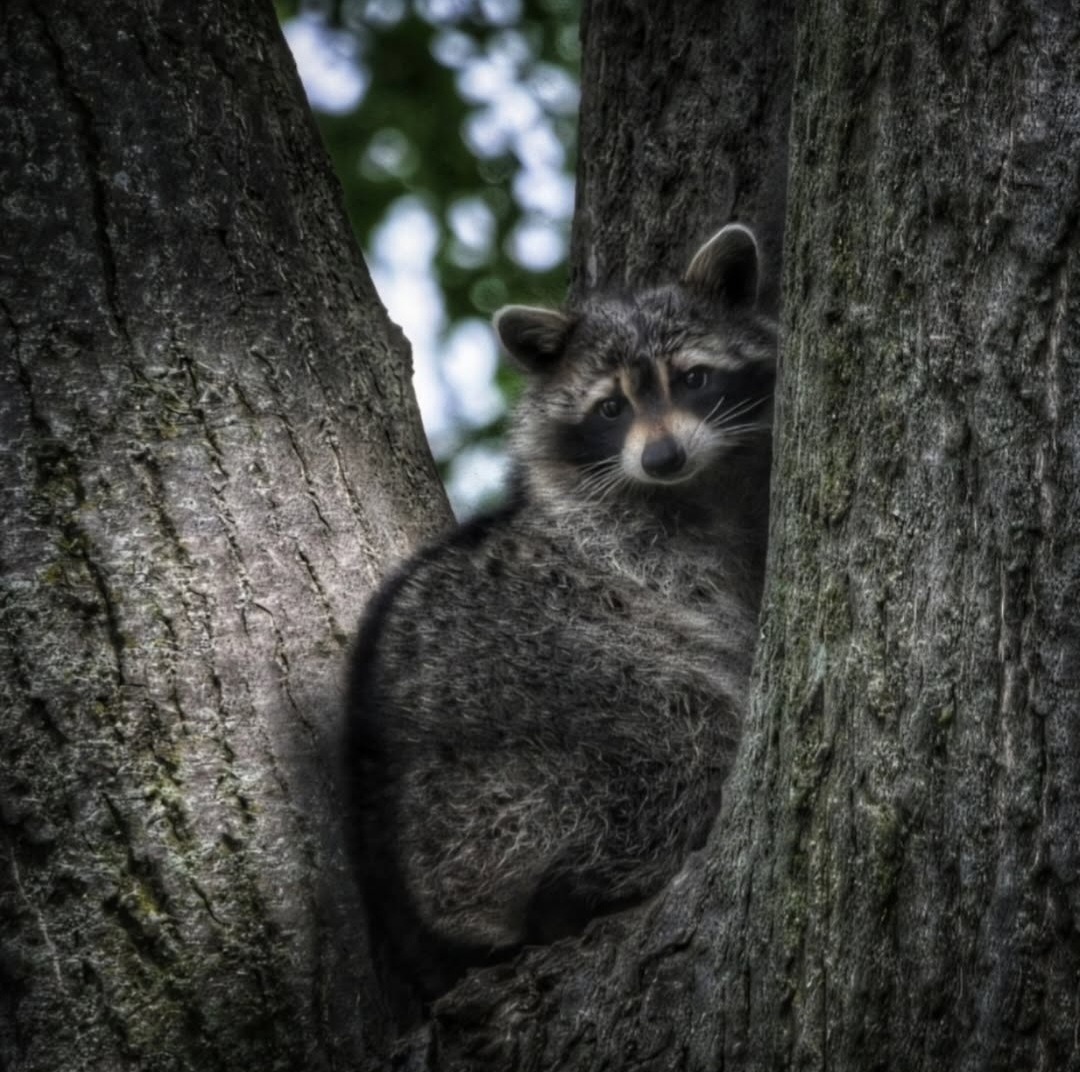 Stop Unnecessary Euthanasia: Help Our Wildlife Quarantine campaign photo, 5 of 8