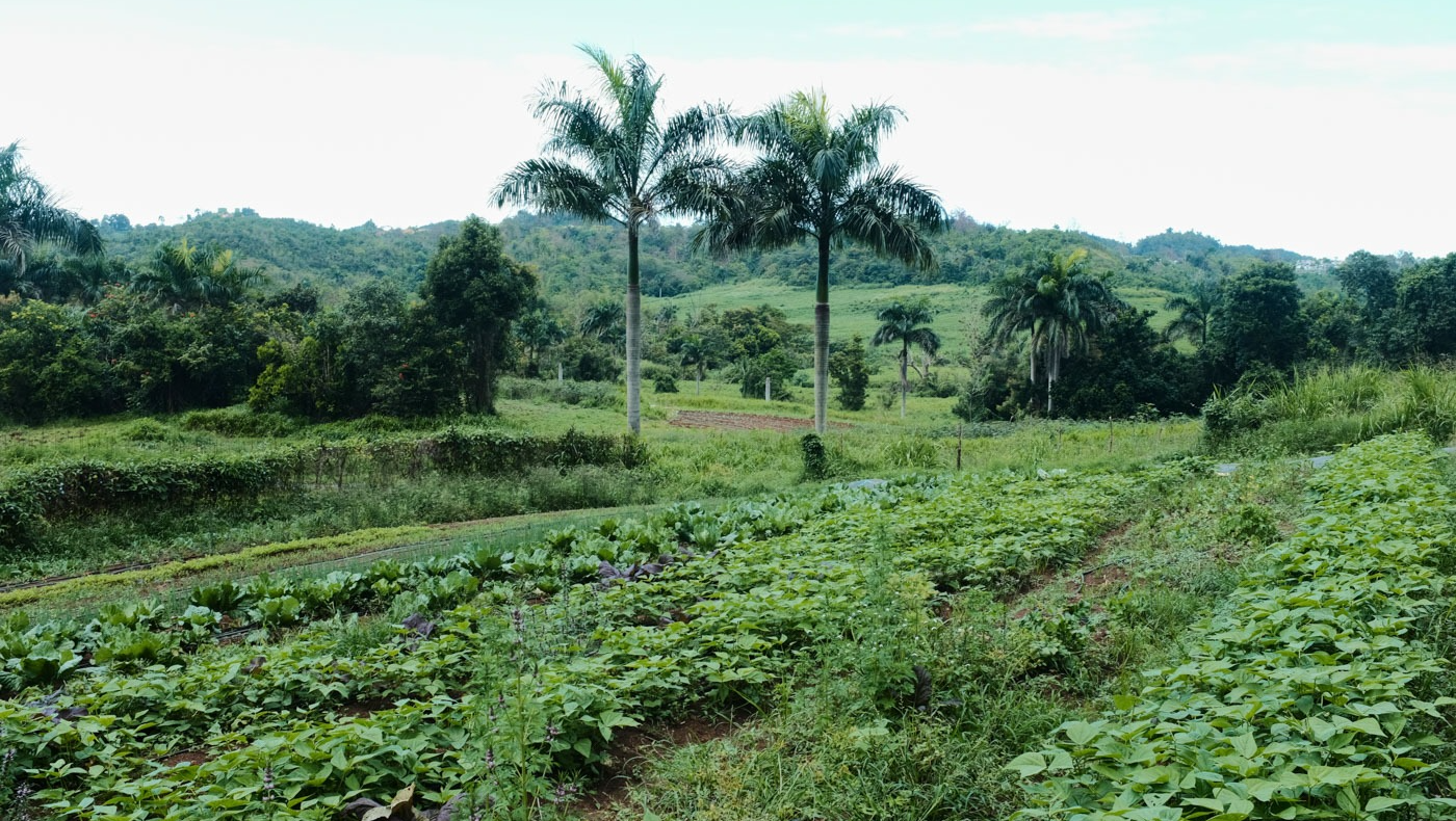 Building a Sustainable Homestead in Puerto Rico