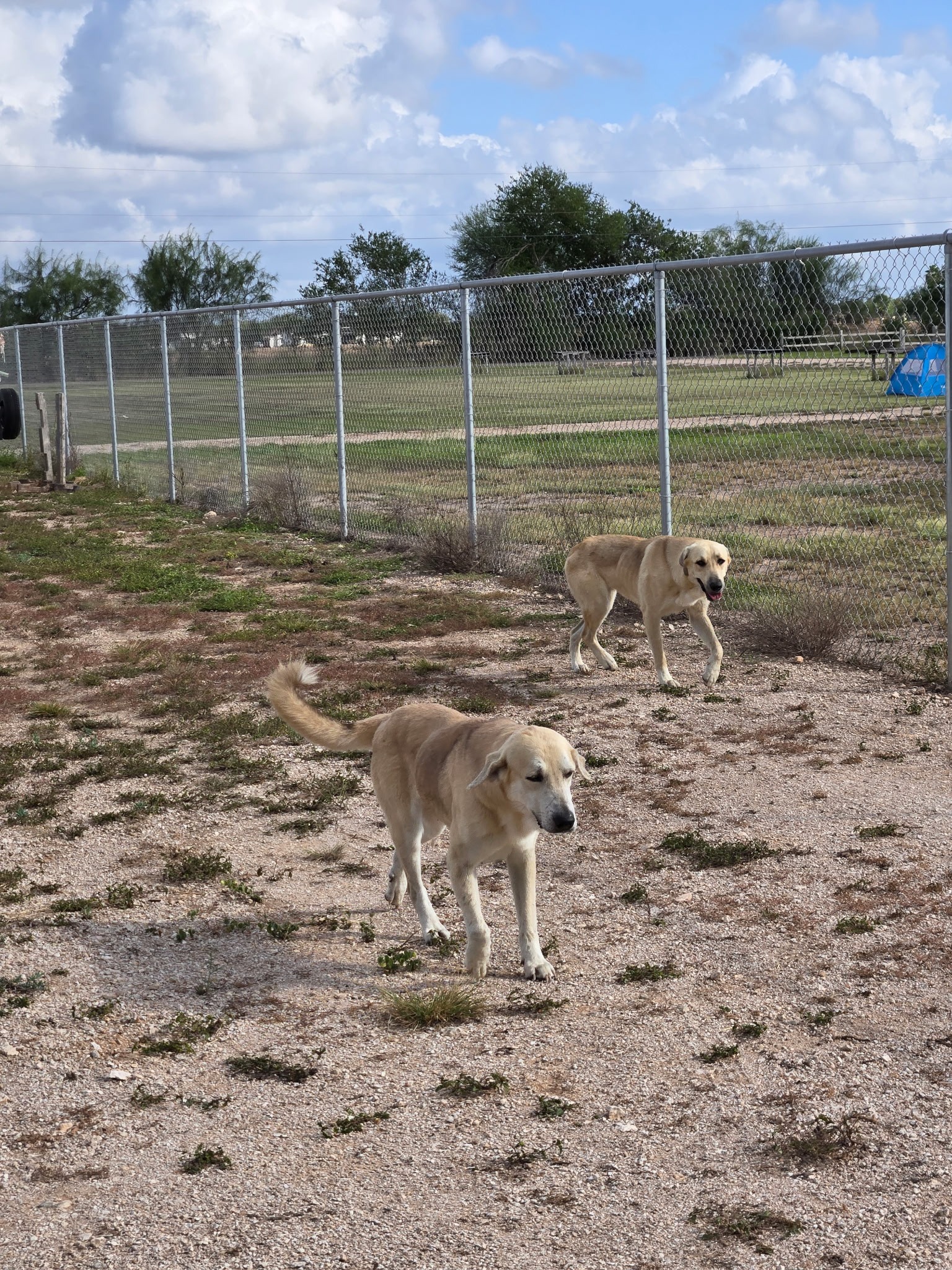 Help Rancho Los Tres Corrales Care for Stray Dogs campaign photo, 4 of 5