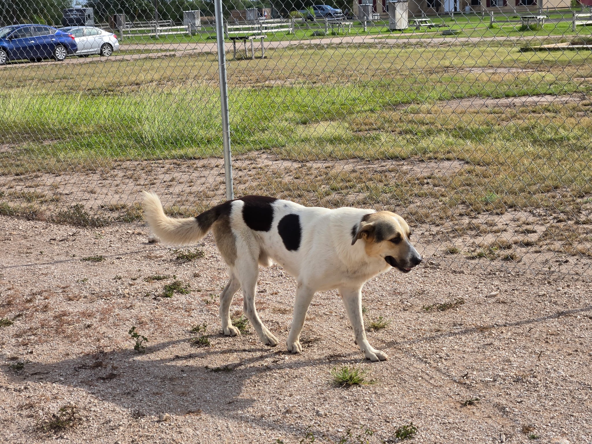 Help Rancho Los Tres Corrales Care for Stray Dogs campaign photo, 2 of 5