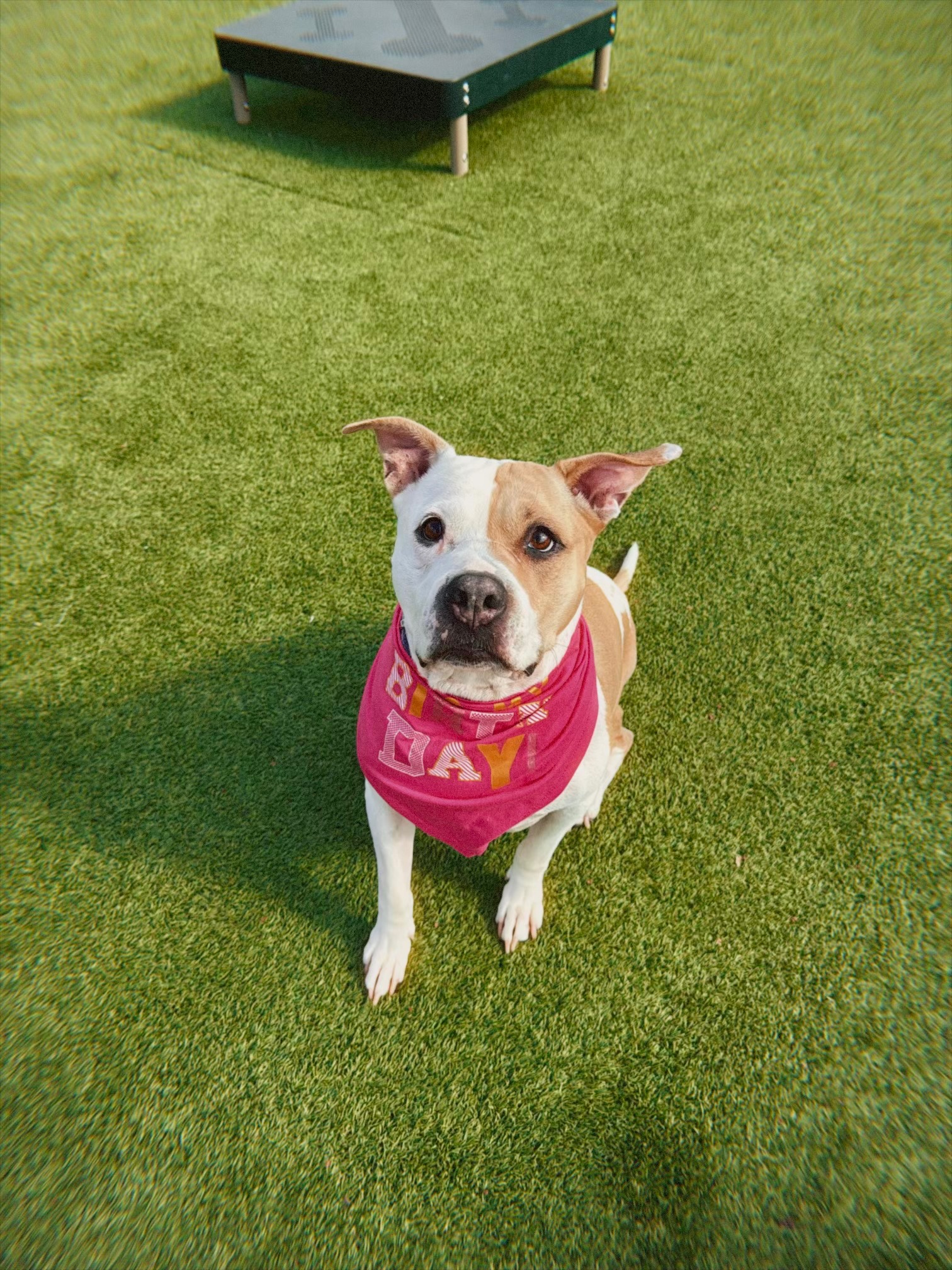 Help Sammy Get Lifesaving Medical Care campaign photo, 7 of 8