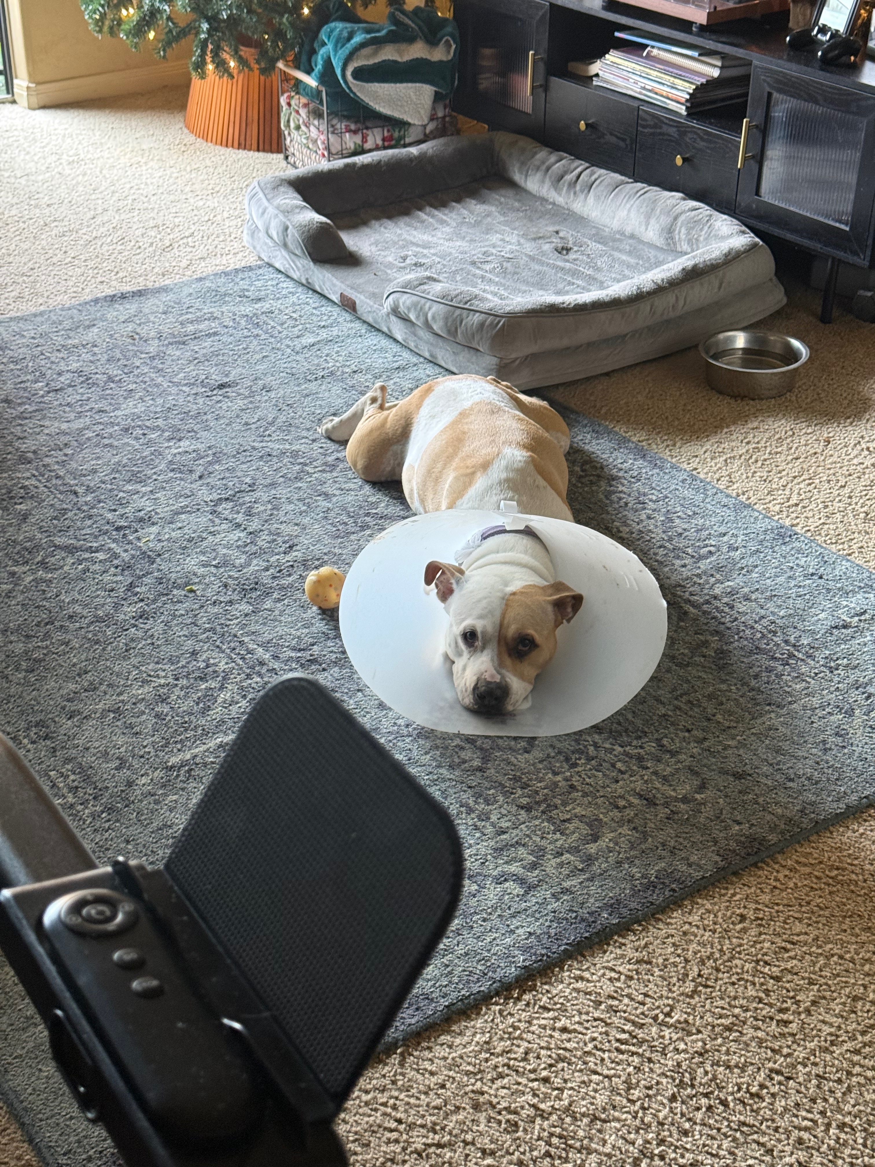 Help Sammy Get Lifesaving Medical Care campaign photo, 4 of 8