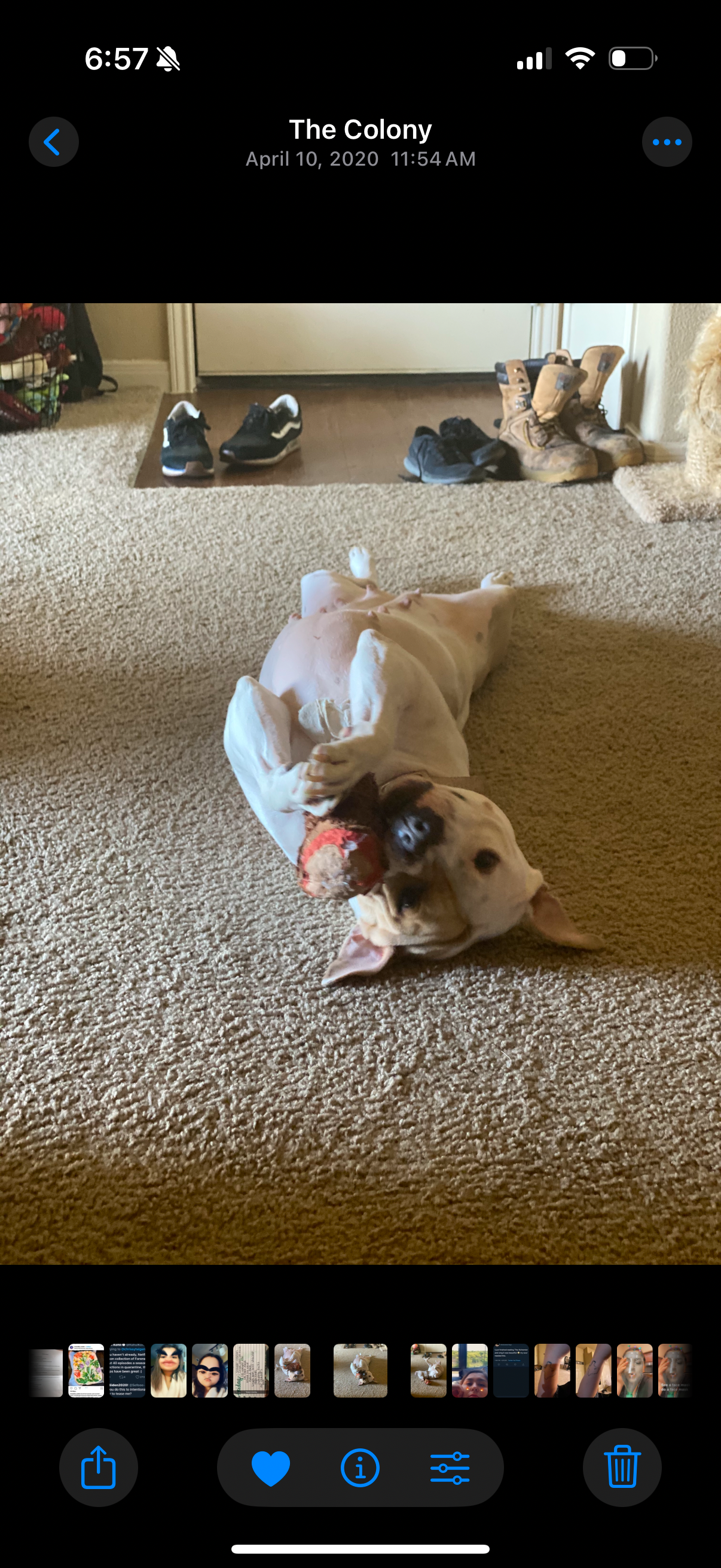Help Sammy Get Lifesaving Medical Care campaign photo, 6 of 8
