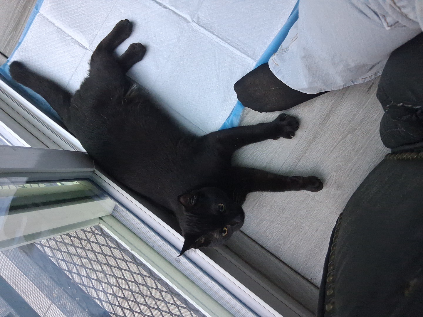 Help Me Reunite With My Cat campaign photo, 2 of 8