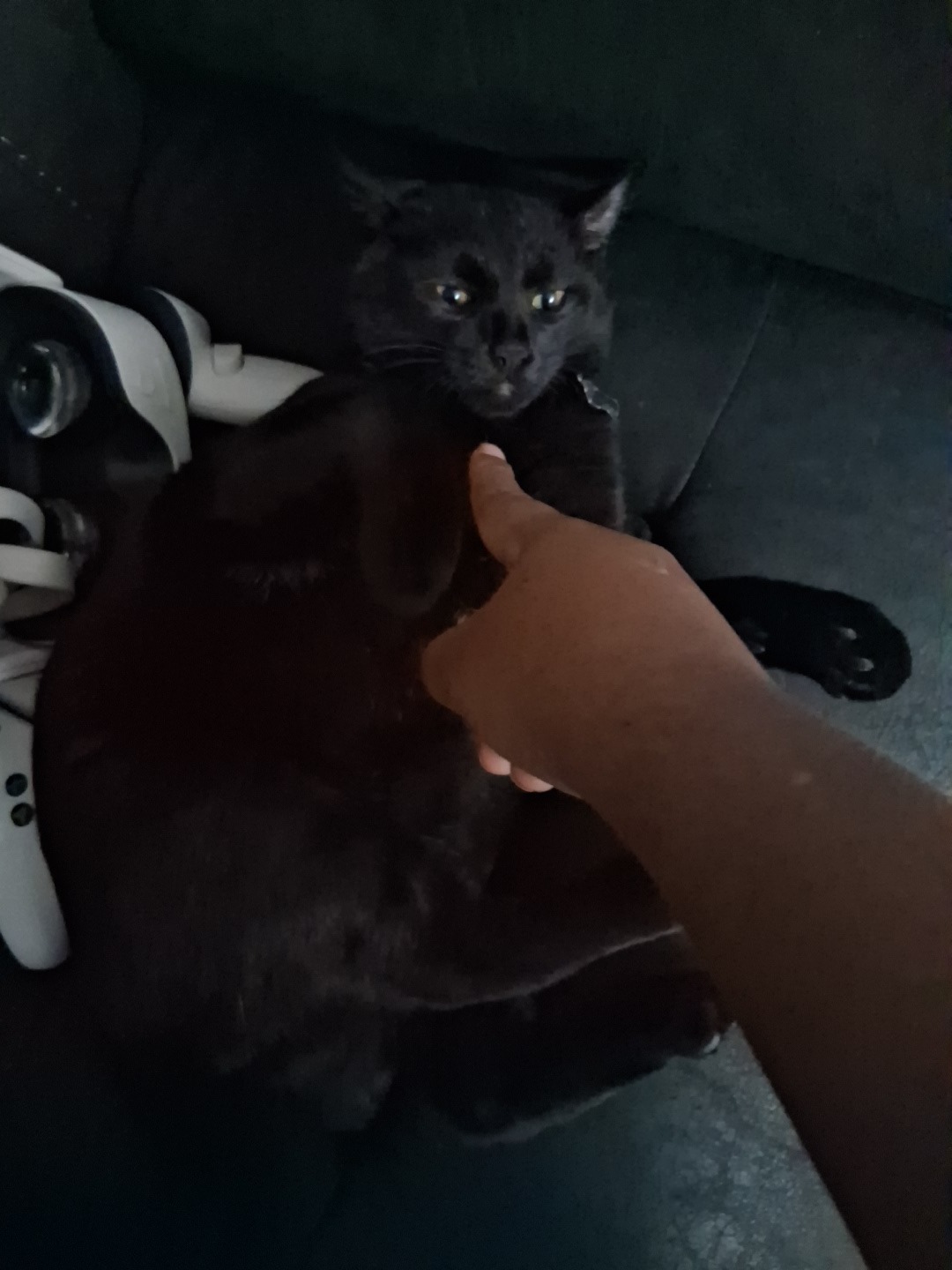 Help Me Reunite With My Cat campaign photo, 7 of 8