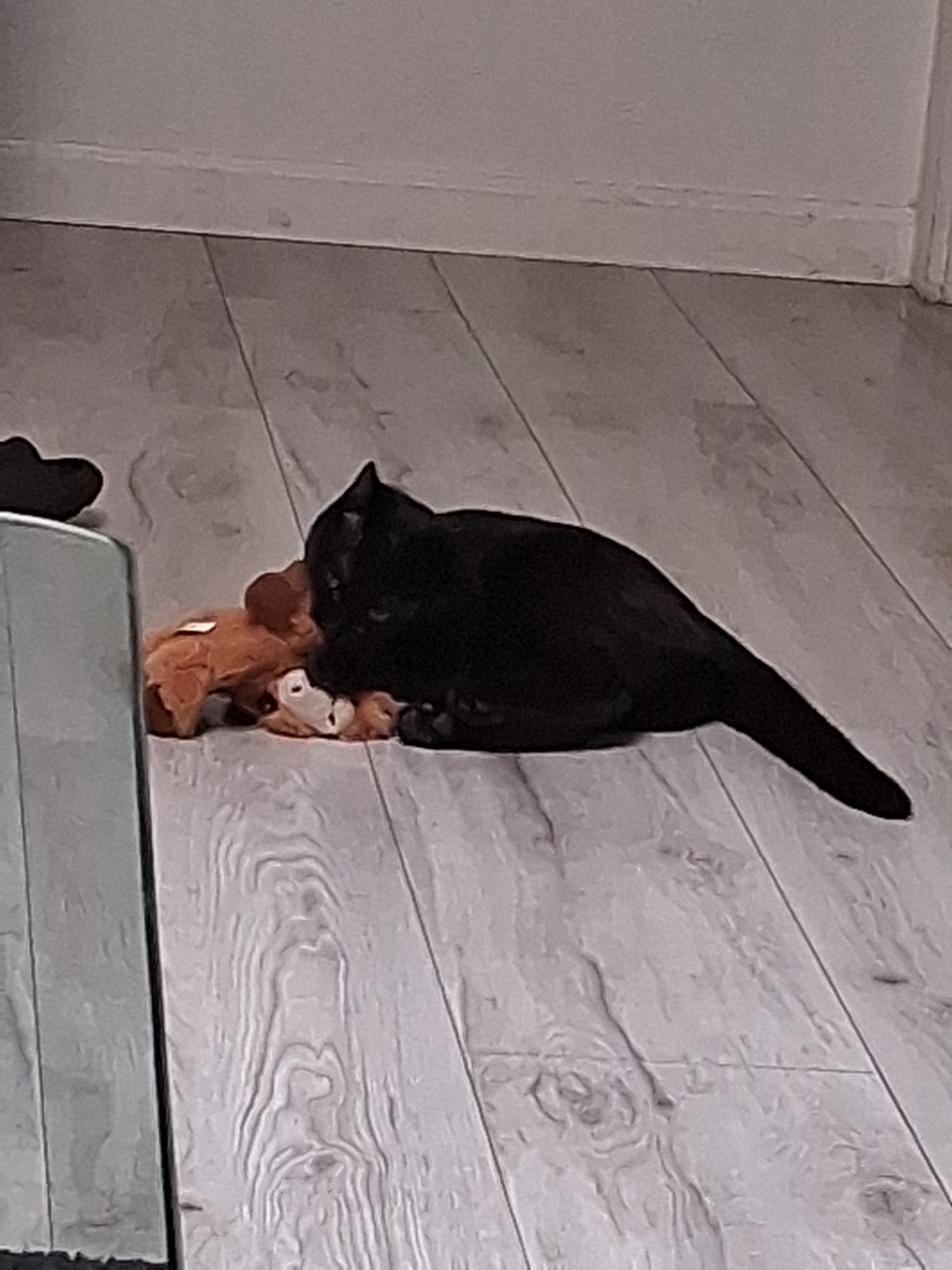 Help Me Reunite With My Cat campaign photo, 4 of 8