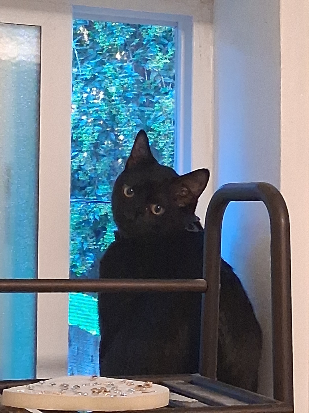 Help Me Reunite With My Cat campaign photo, 5 of 8