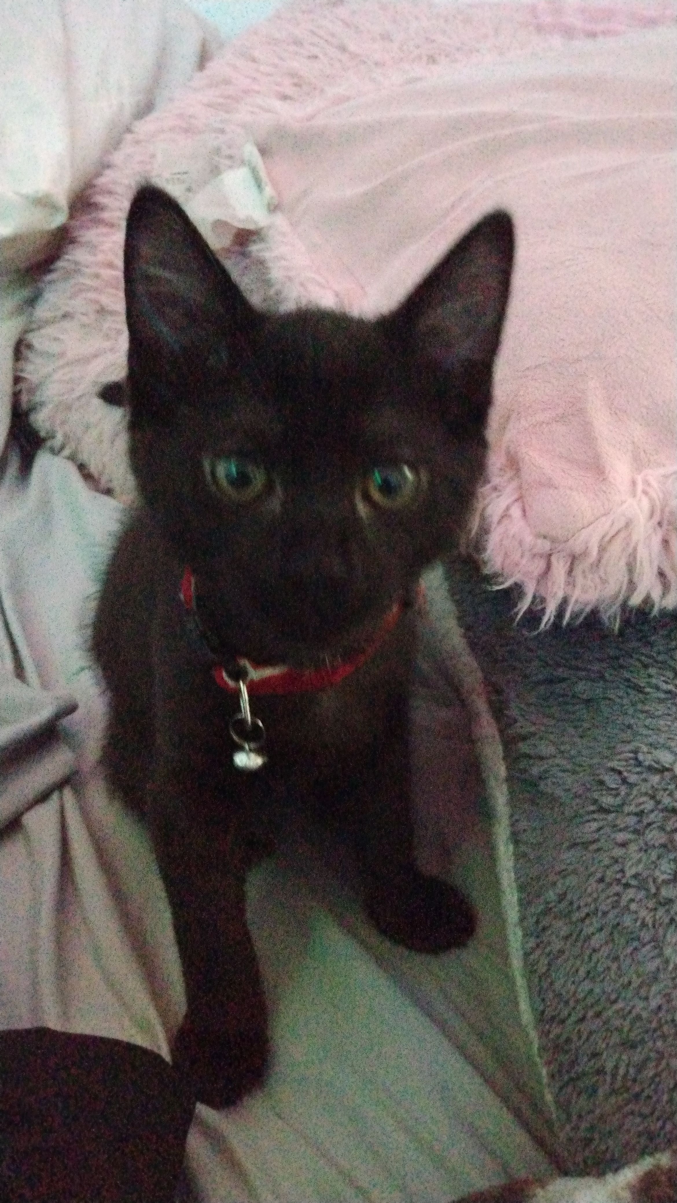 Help Me Reunite With My Cat campaign photo, 6 of 8