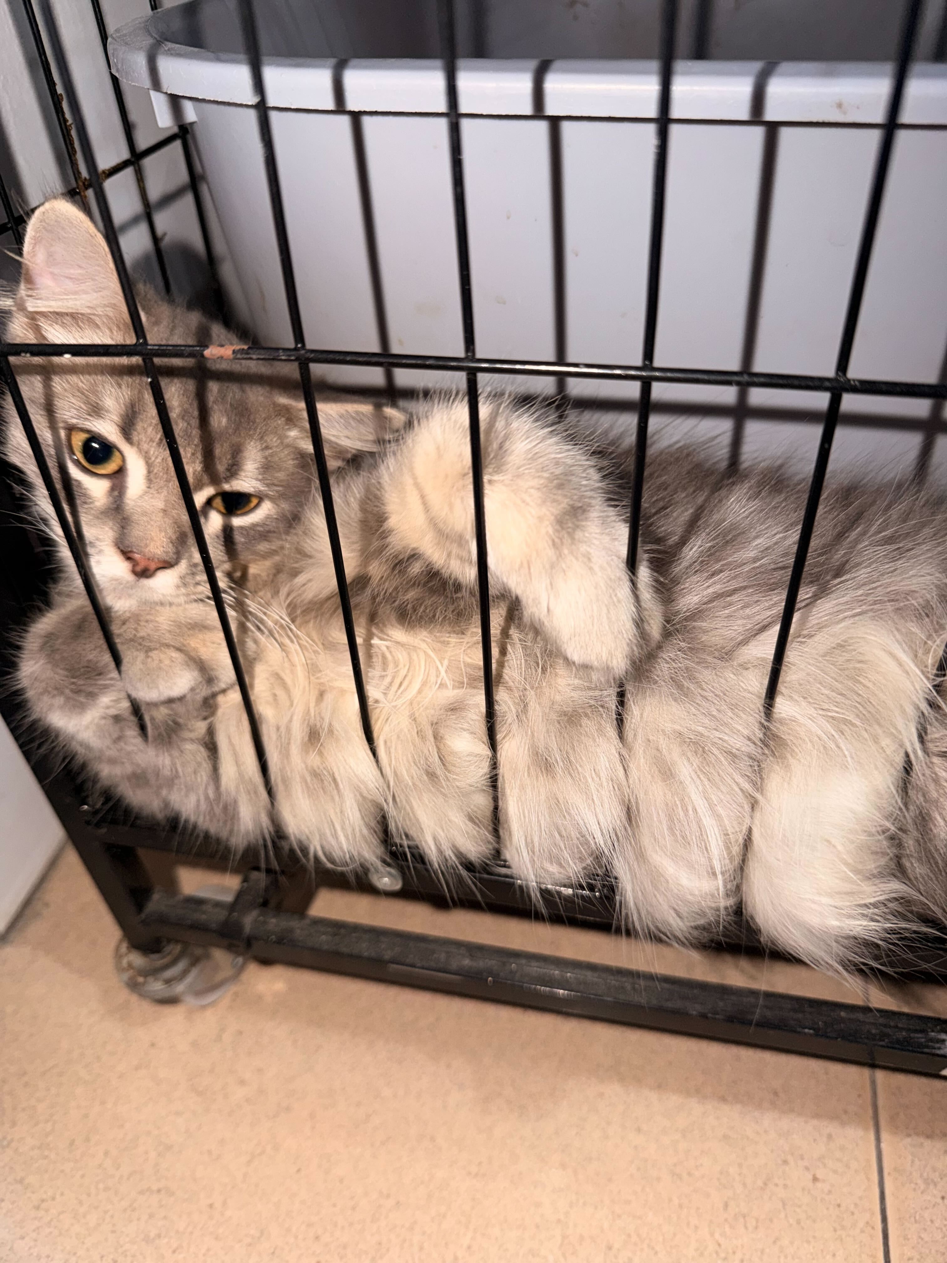 Help Ces Save Chimmy & Leo After Losing Tommy campaign photo, 4 of 7