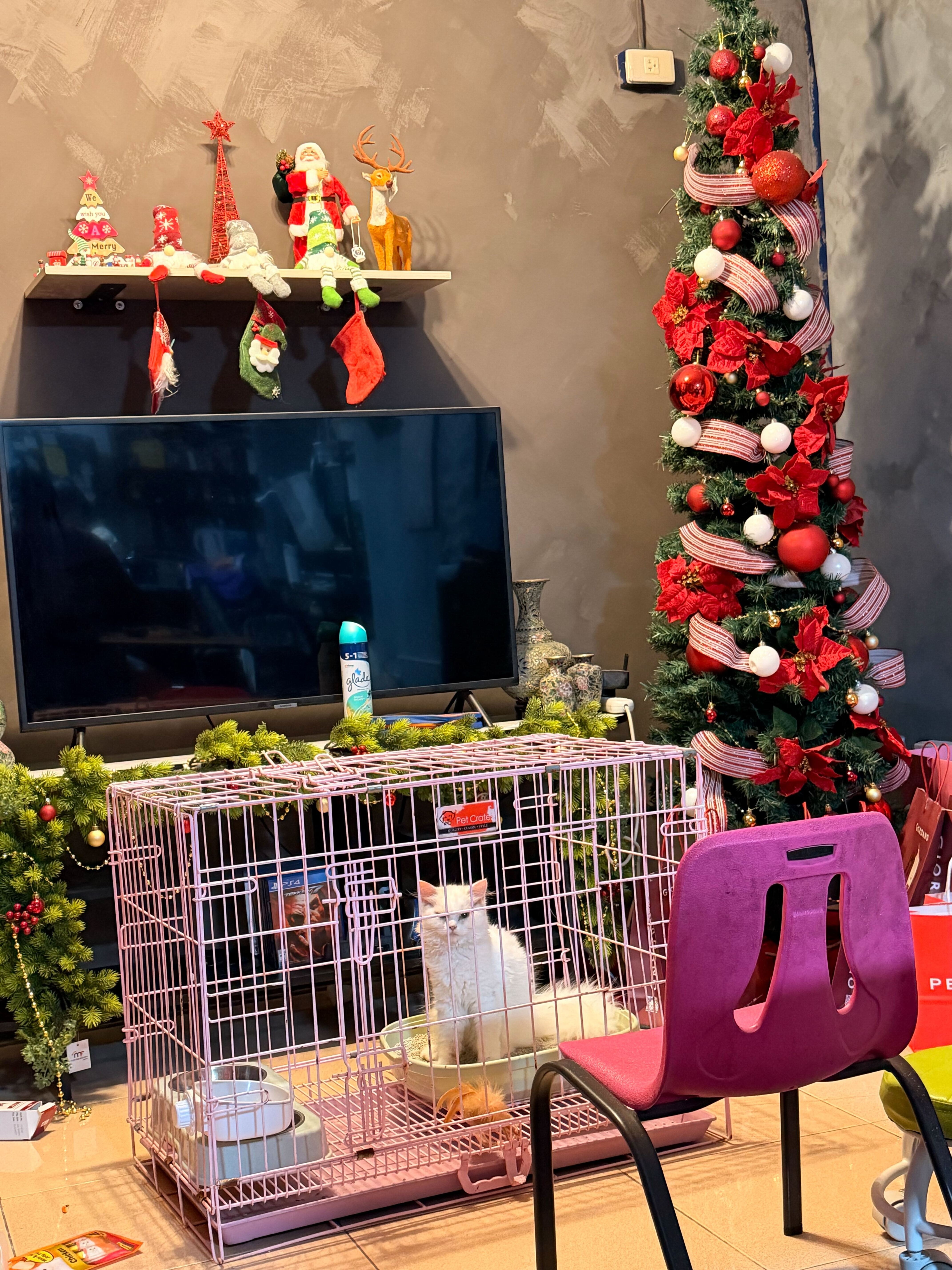 Help Ces Save Chimmy & Leo After Losing Tommy campaign photo, 6 of 7