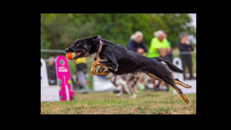 Flyball Wm 2024