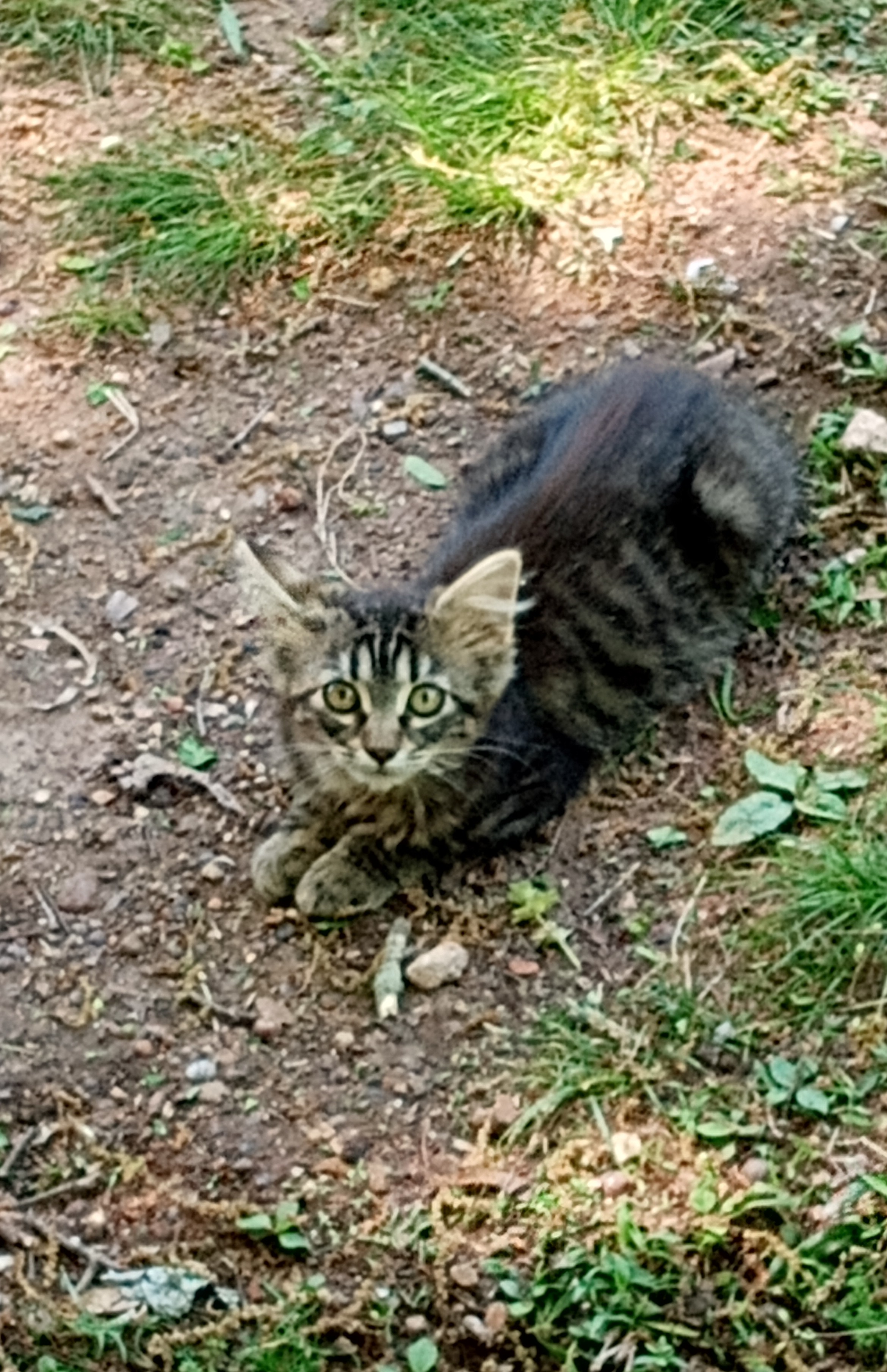 Help support stray cats with Bill campaign photo, 6 of 8