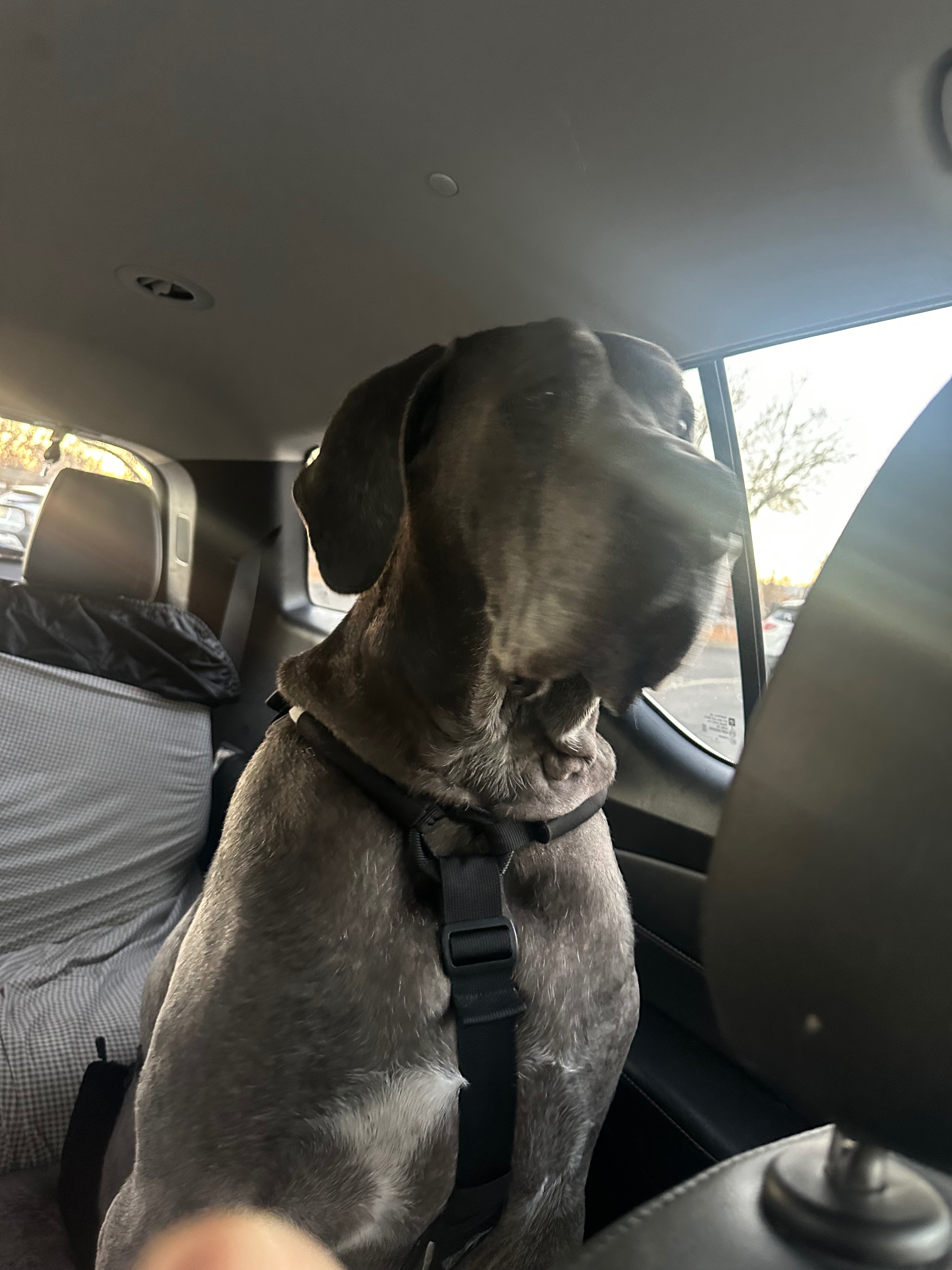Help Lucius Run Again After Critical Care campaign photo, 7 of 8