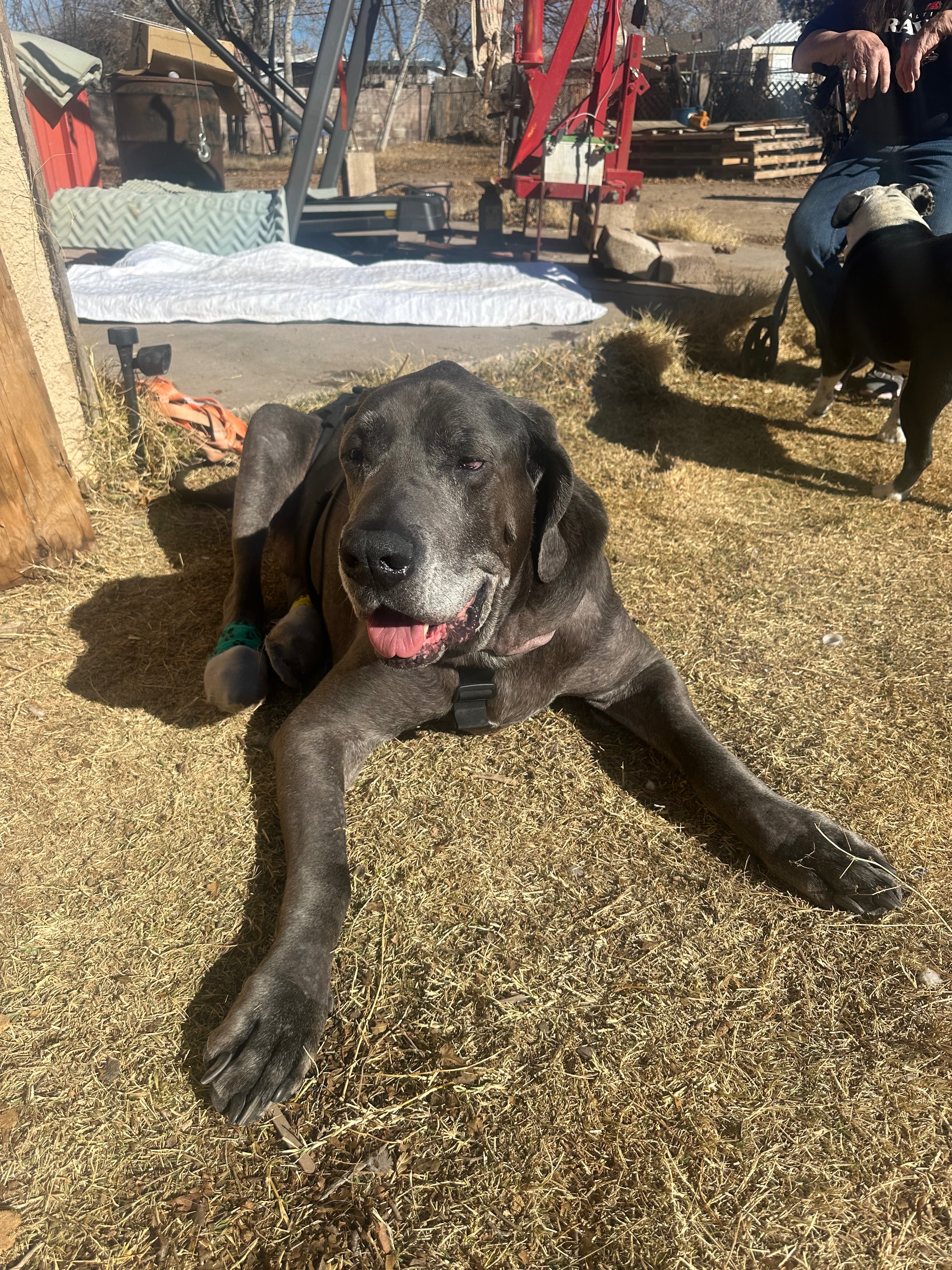Help Lucius Run Again After Critical Care campaign photo, 2 of 8
