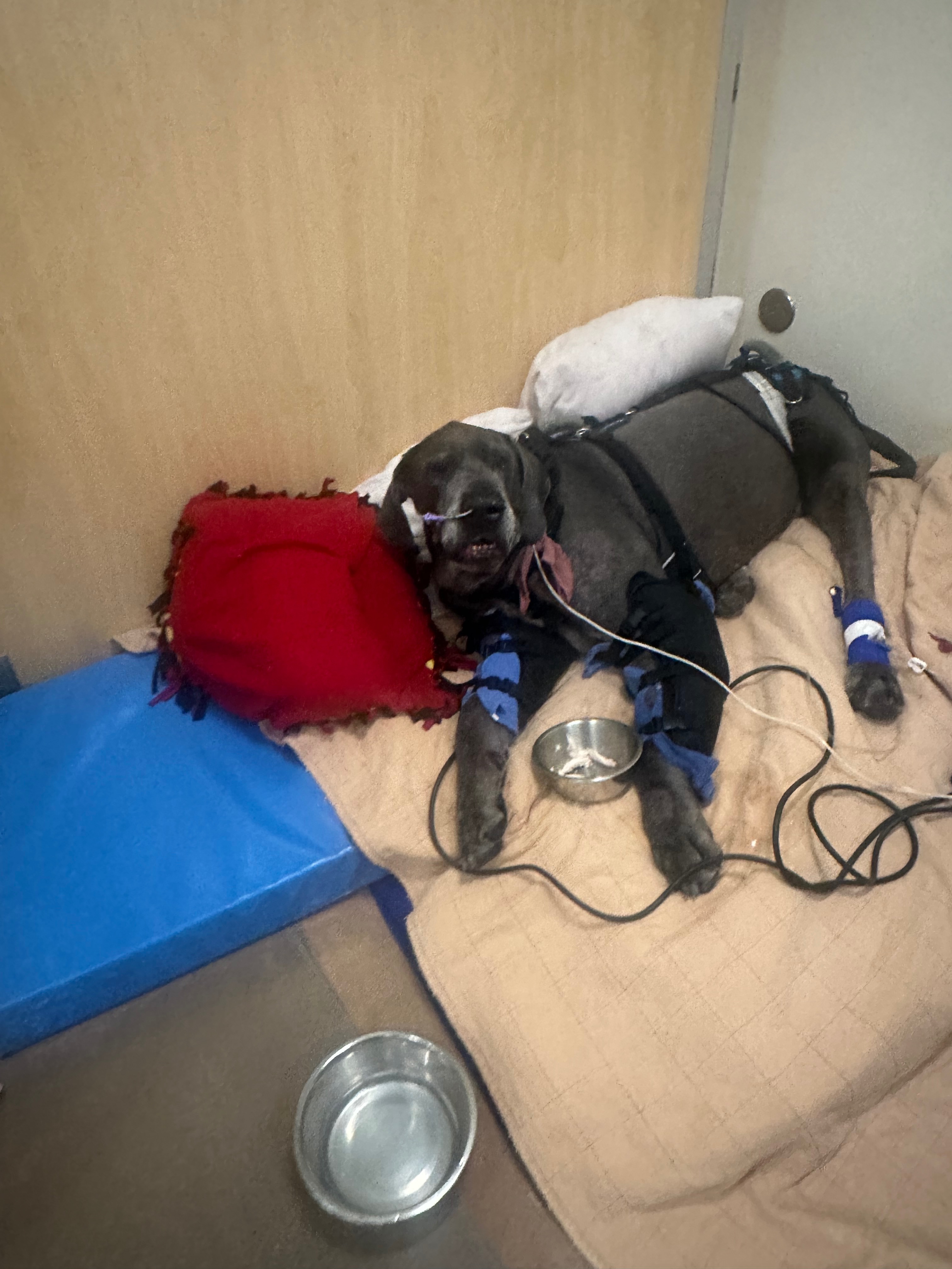 Help Lucius Run Again After Critical Care campaign photo, 4 of 8
