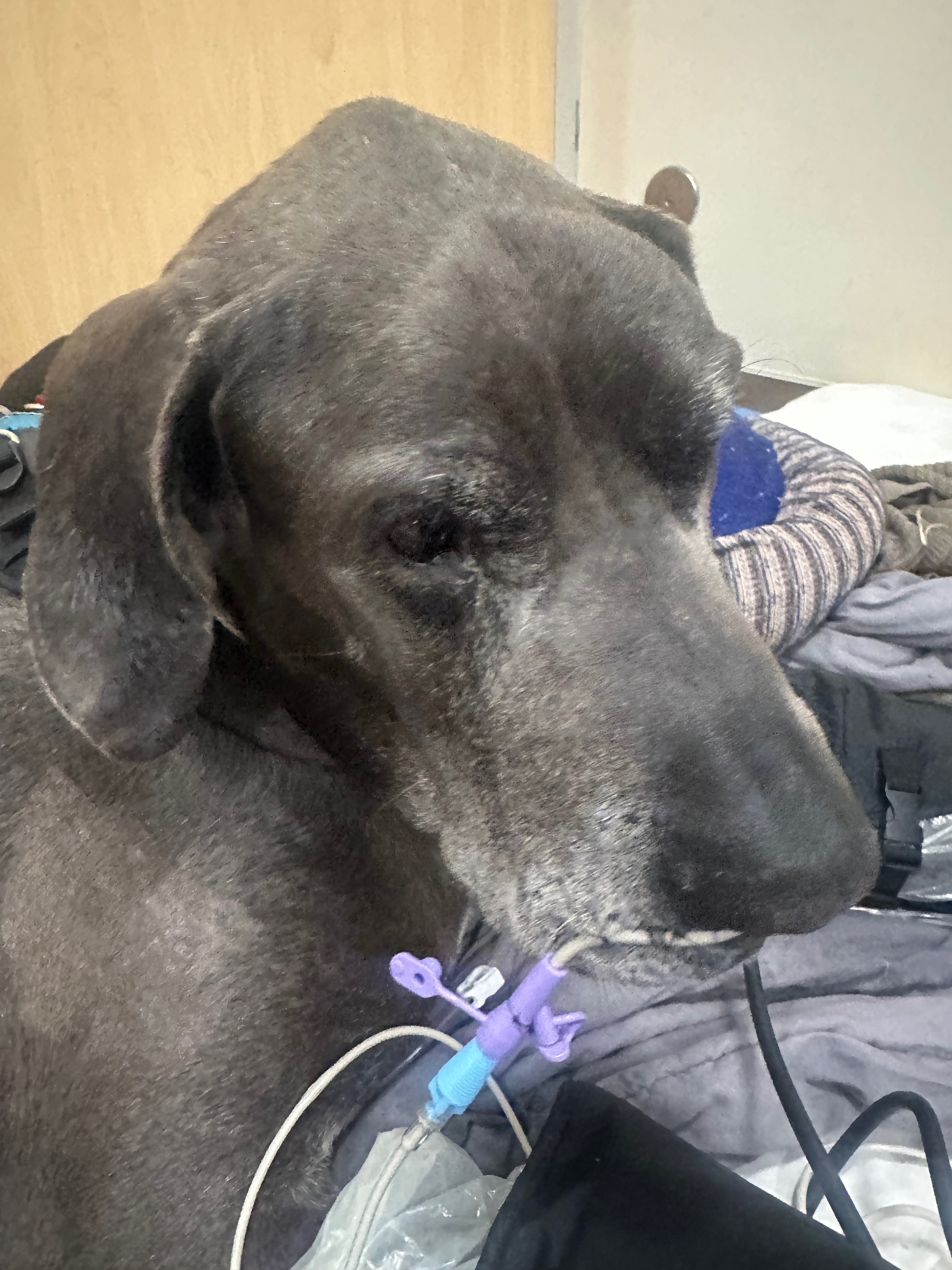 Help Lucius Run Again After Critical Care campaign photo, 5 of 8