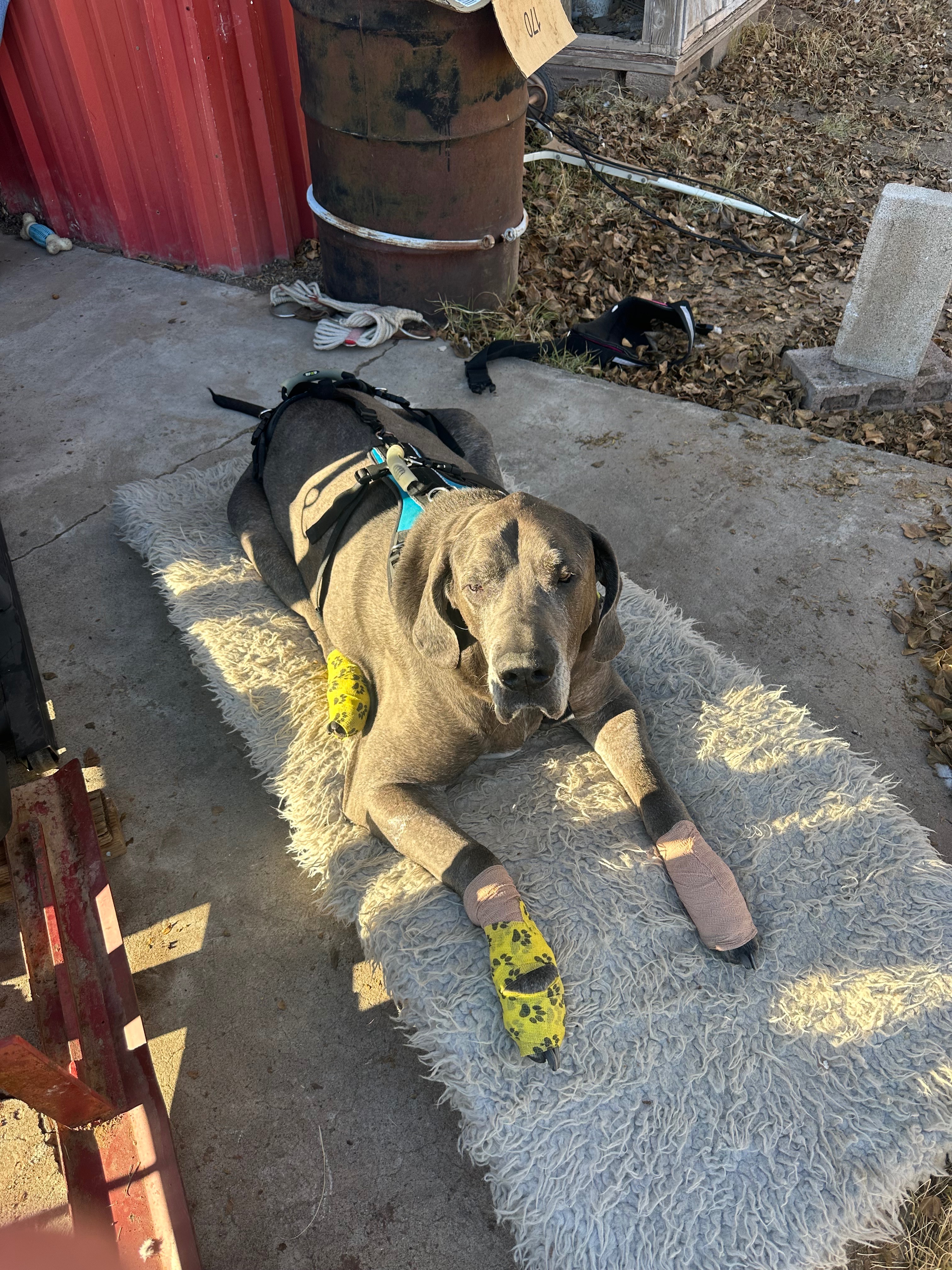 Help Lucius Run Again After Critical Care campaign photo, 6 of 8