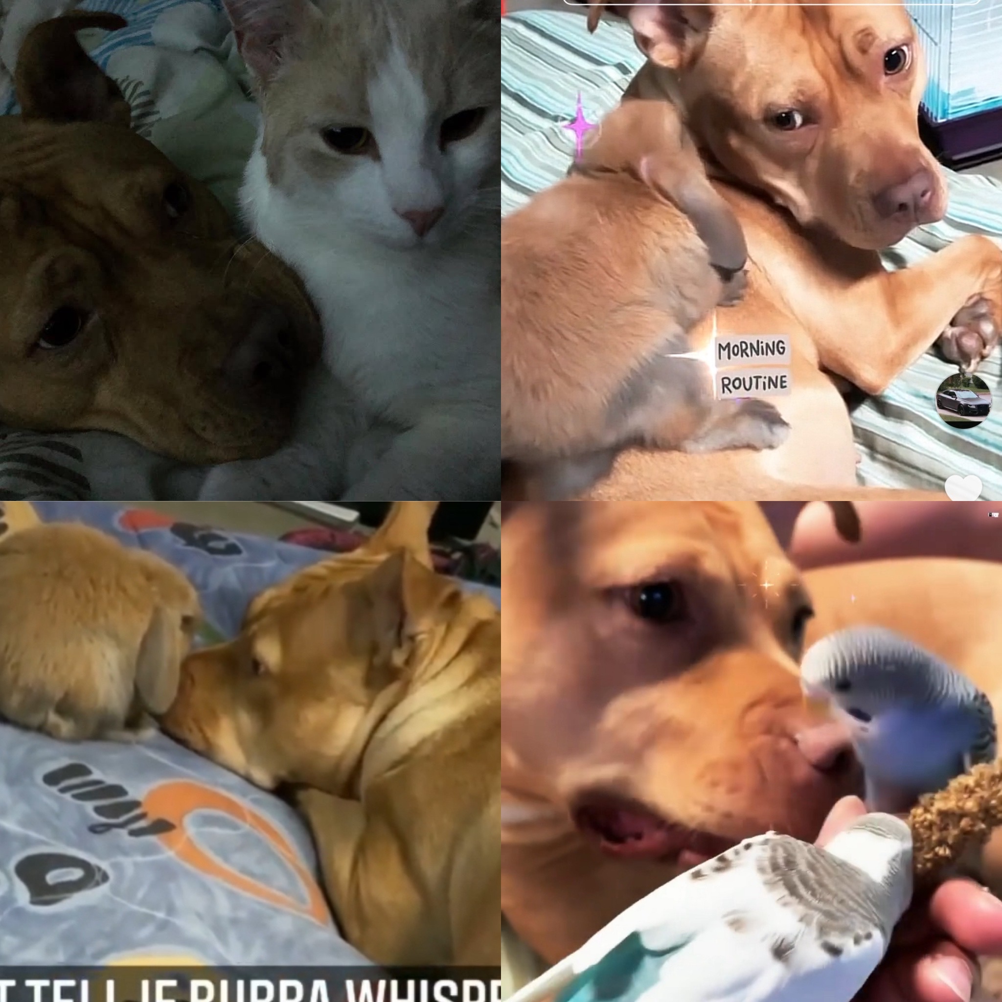 Luxx the dog that loves all animals; support for her medical campaign photo, 7 of 8
