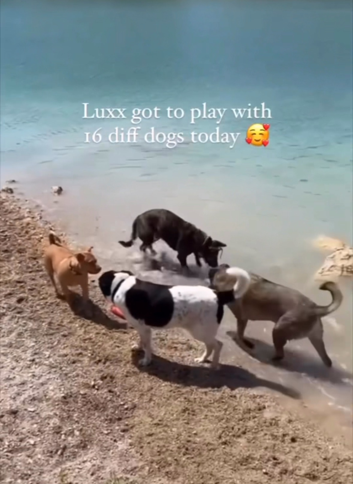 Luxx the dog that loves all animals; support for her medical campaign photo, 2 of 8