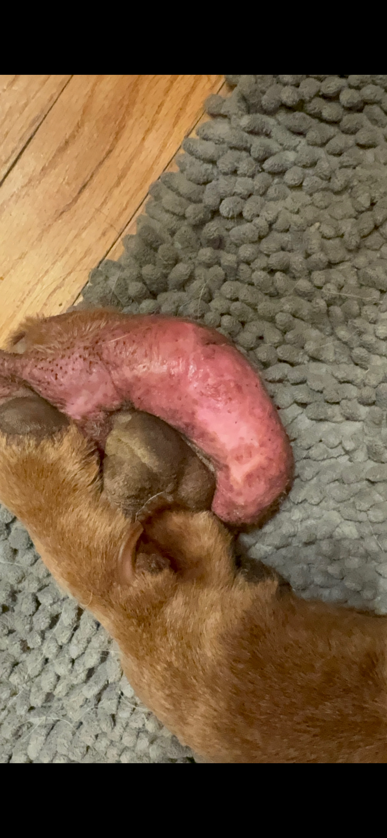 Help Blue Get Back on His Feet campaign photo, 2 of 5