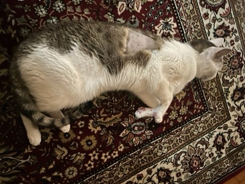 Support college student afford Simon’s vet care and recover campaign photo, 7 of 8