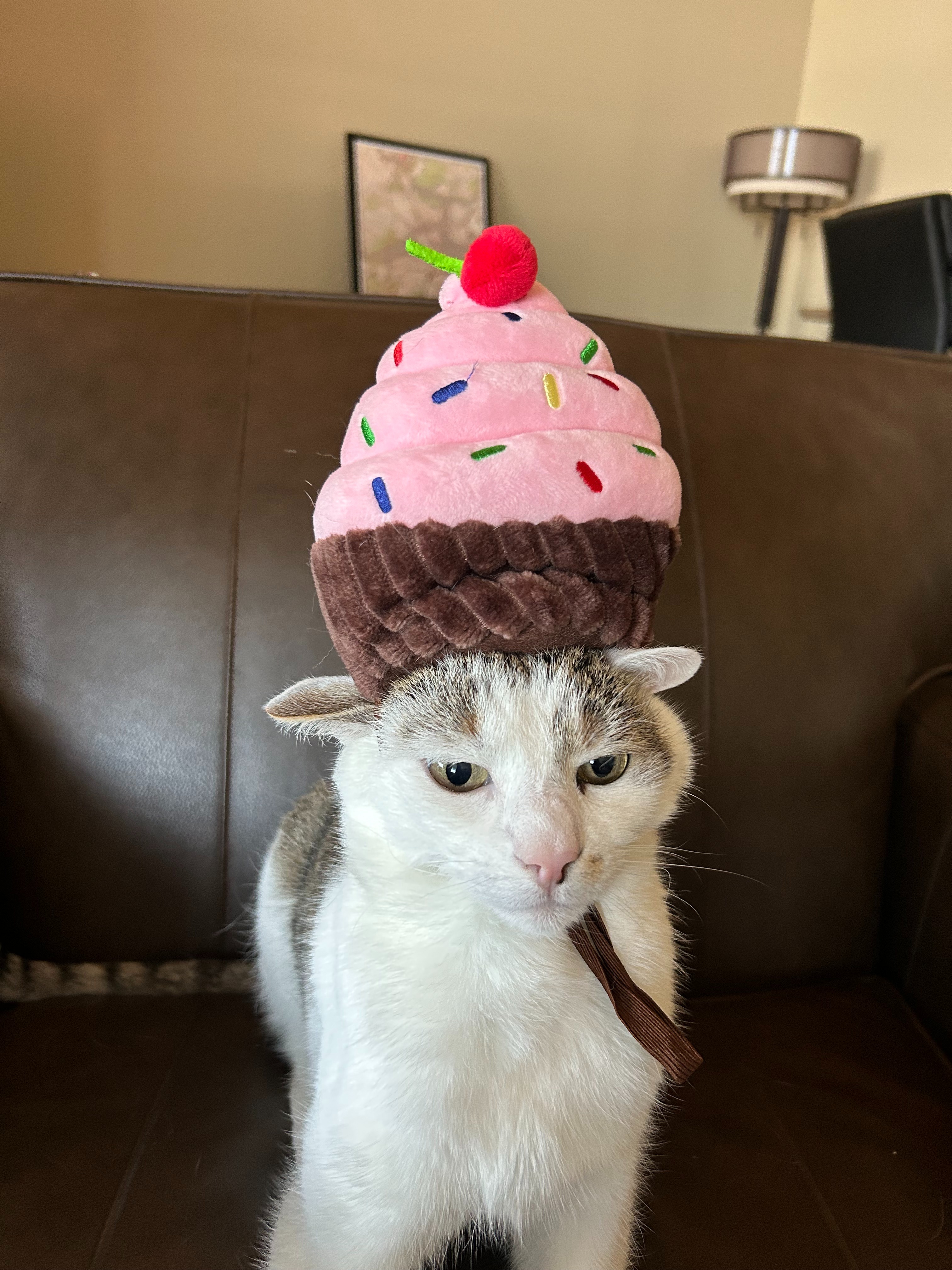 Support college student afford Simon’s vet care and recover campaign photo, 2 of 8