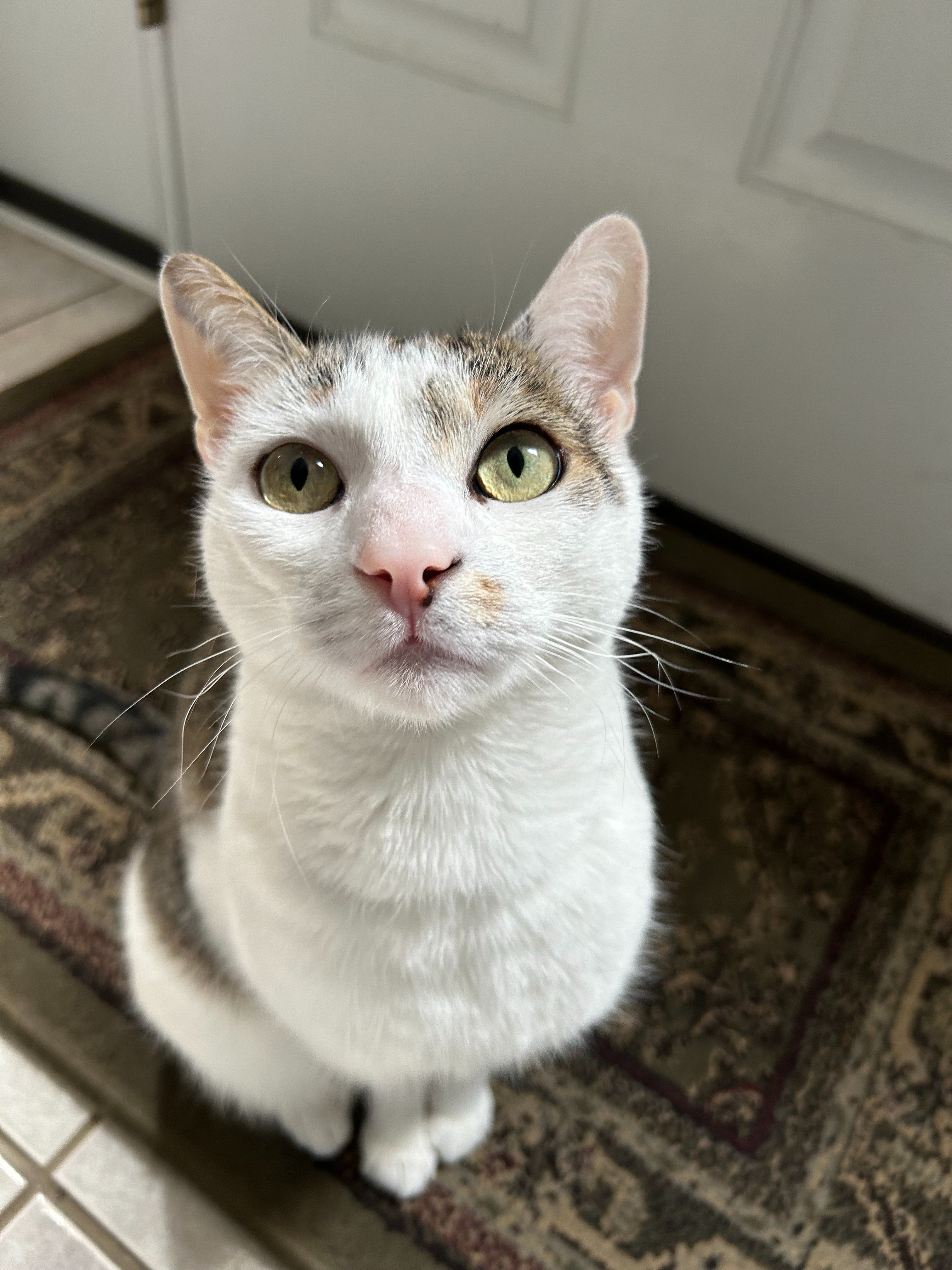 Support college student afford Simon’s vet care and recover campaign photo, 4 of 8