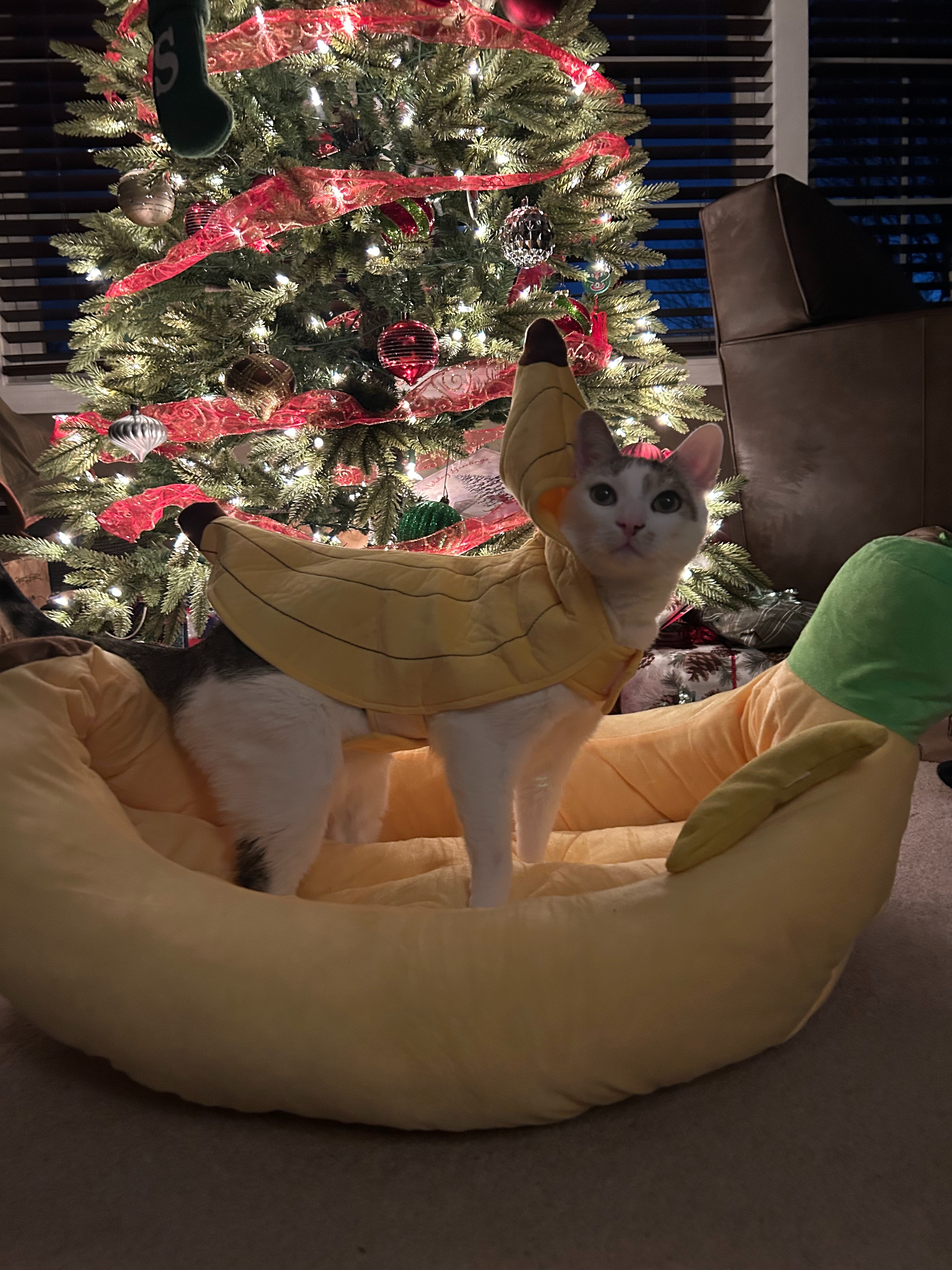 Support college student afford Simon’s vet care and recover campaign photo, 5 of 8