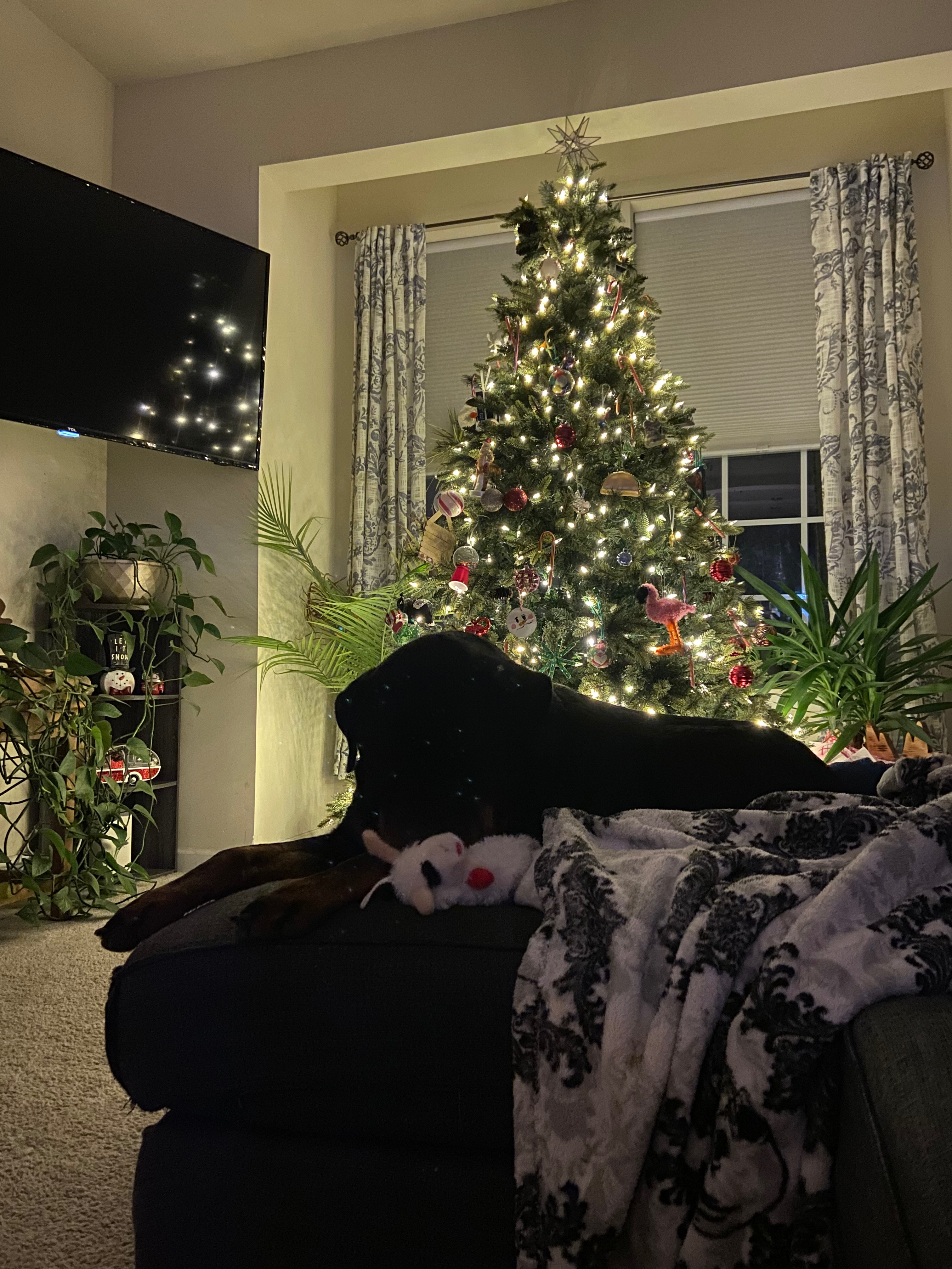 Help Us Bring Our Beloved Pup Home for the Holidays campaign photo, 4 of 5