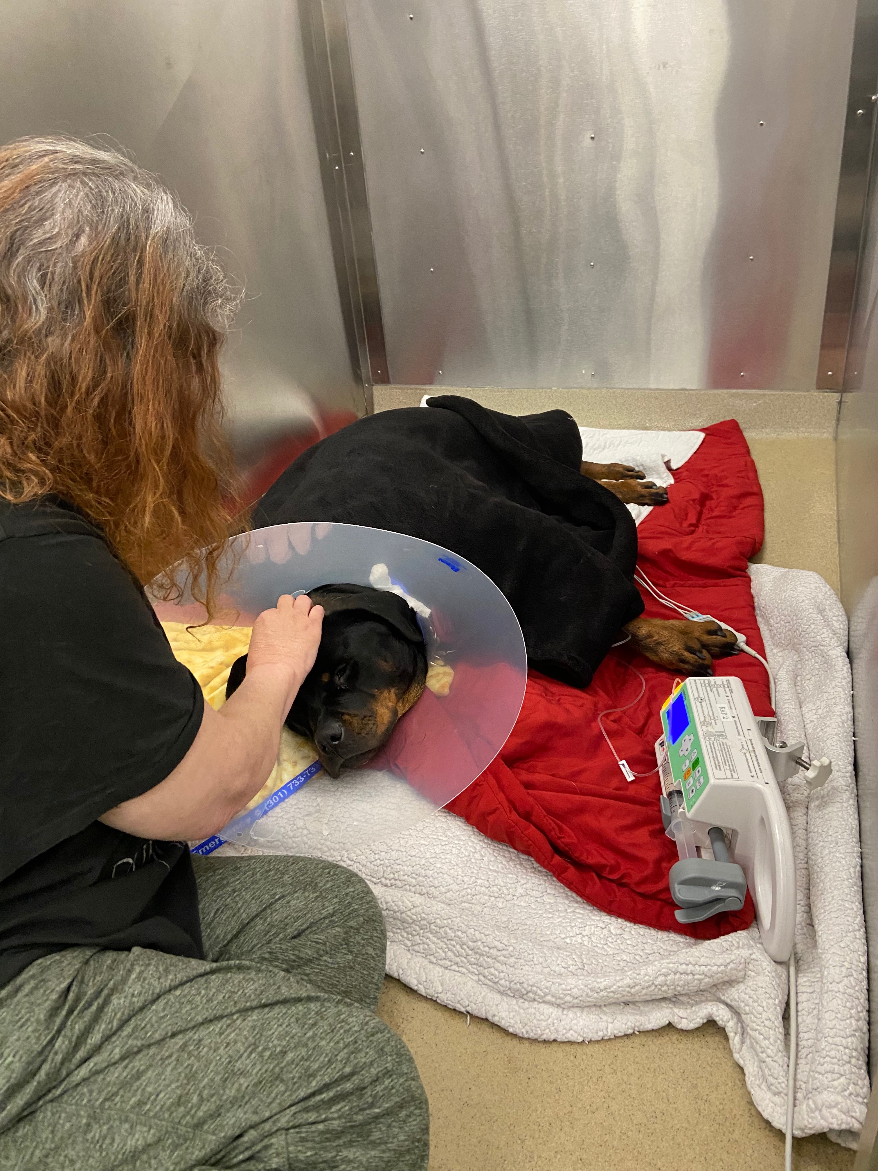 Help Us Bring Our Beloved Pup Home for the Holidays campaign photo, 2 of 5
