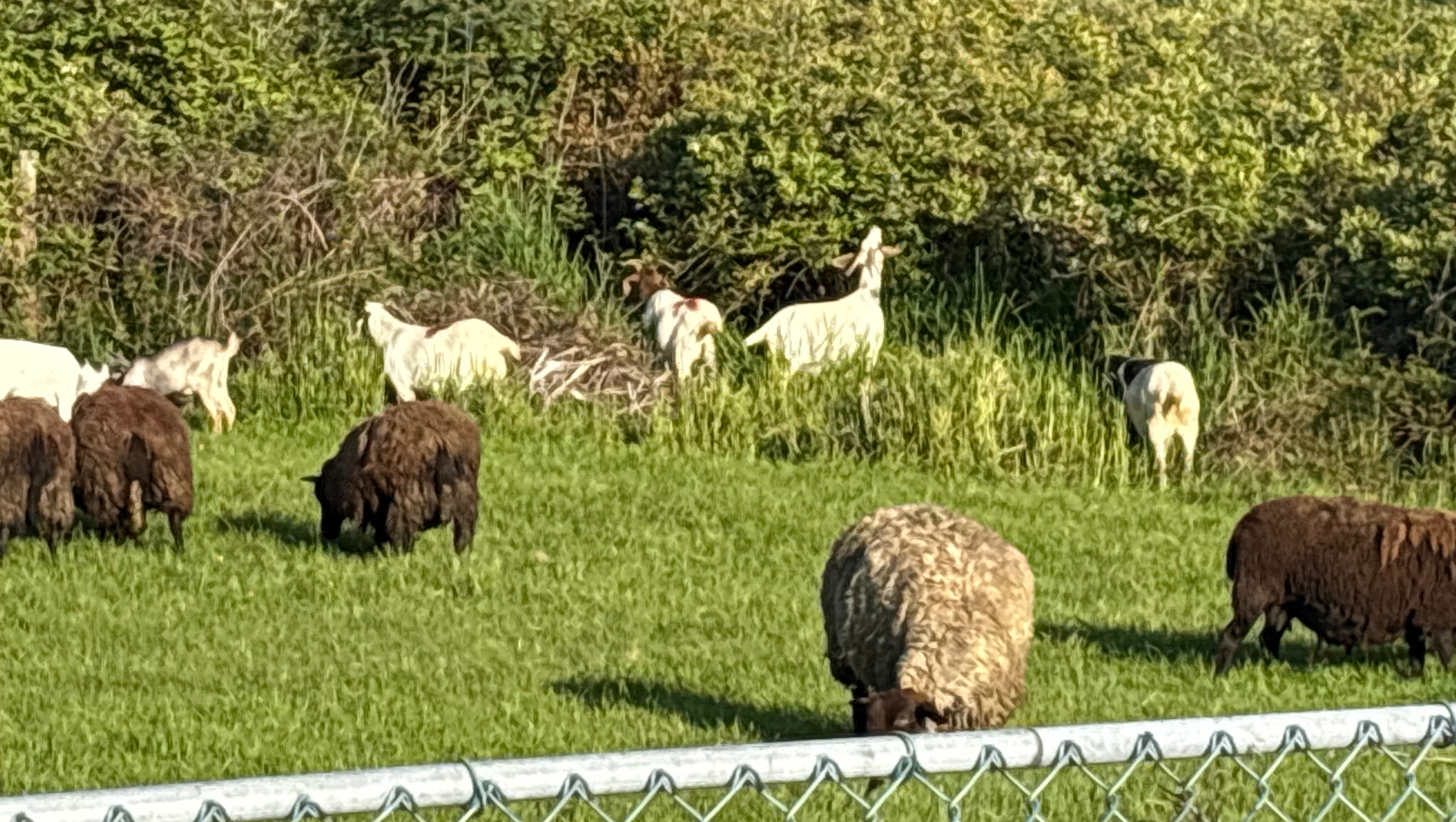 I want to to for my farm photo