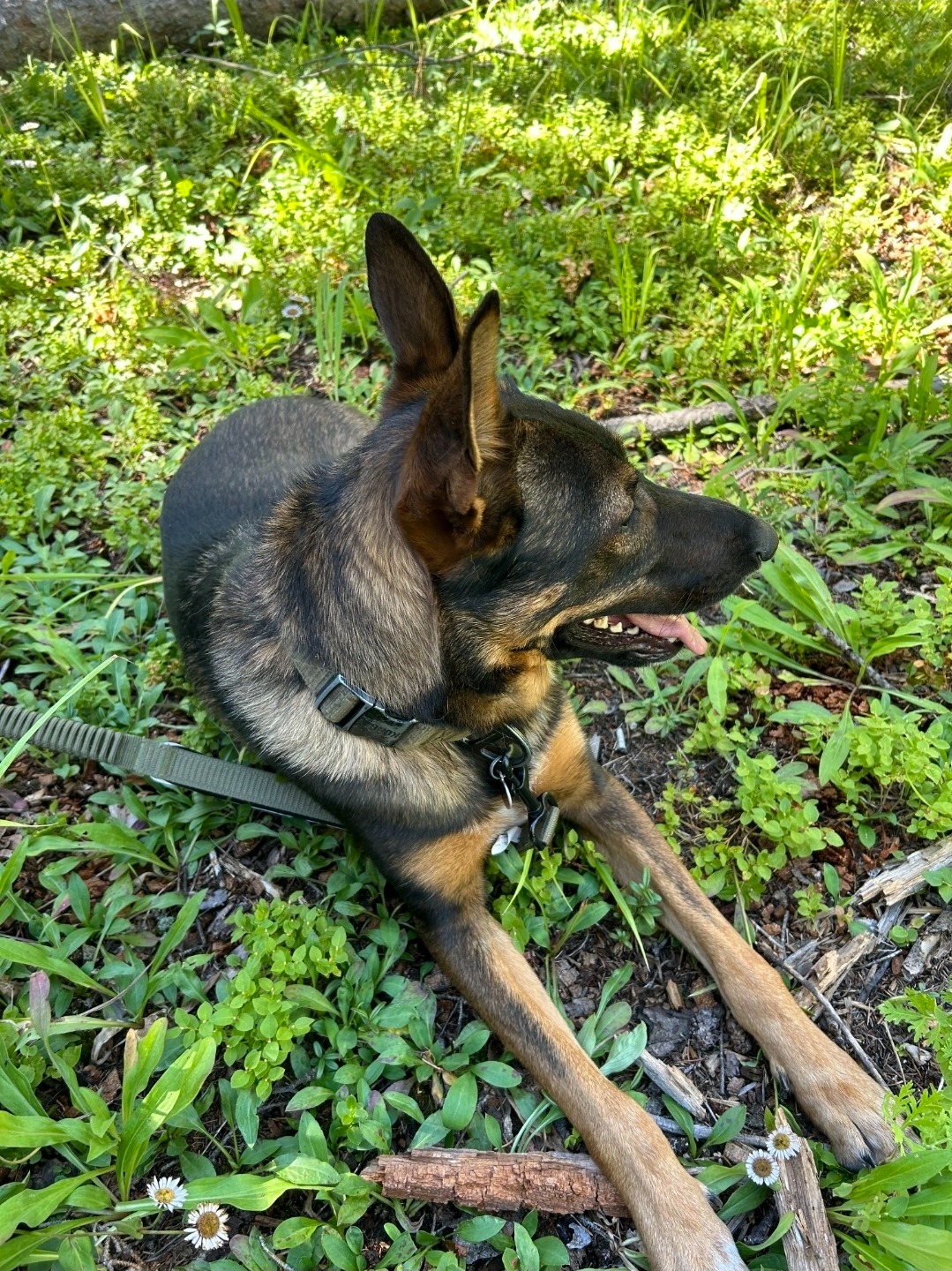 Three Legs, One Big Heart: Help Our Rescue Dog Heal campaign photo, 2 of 7