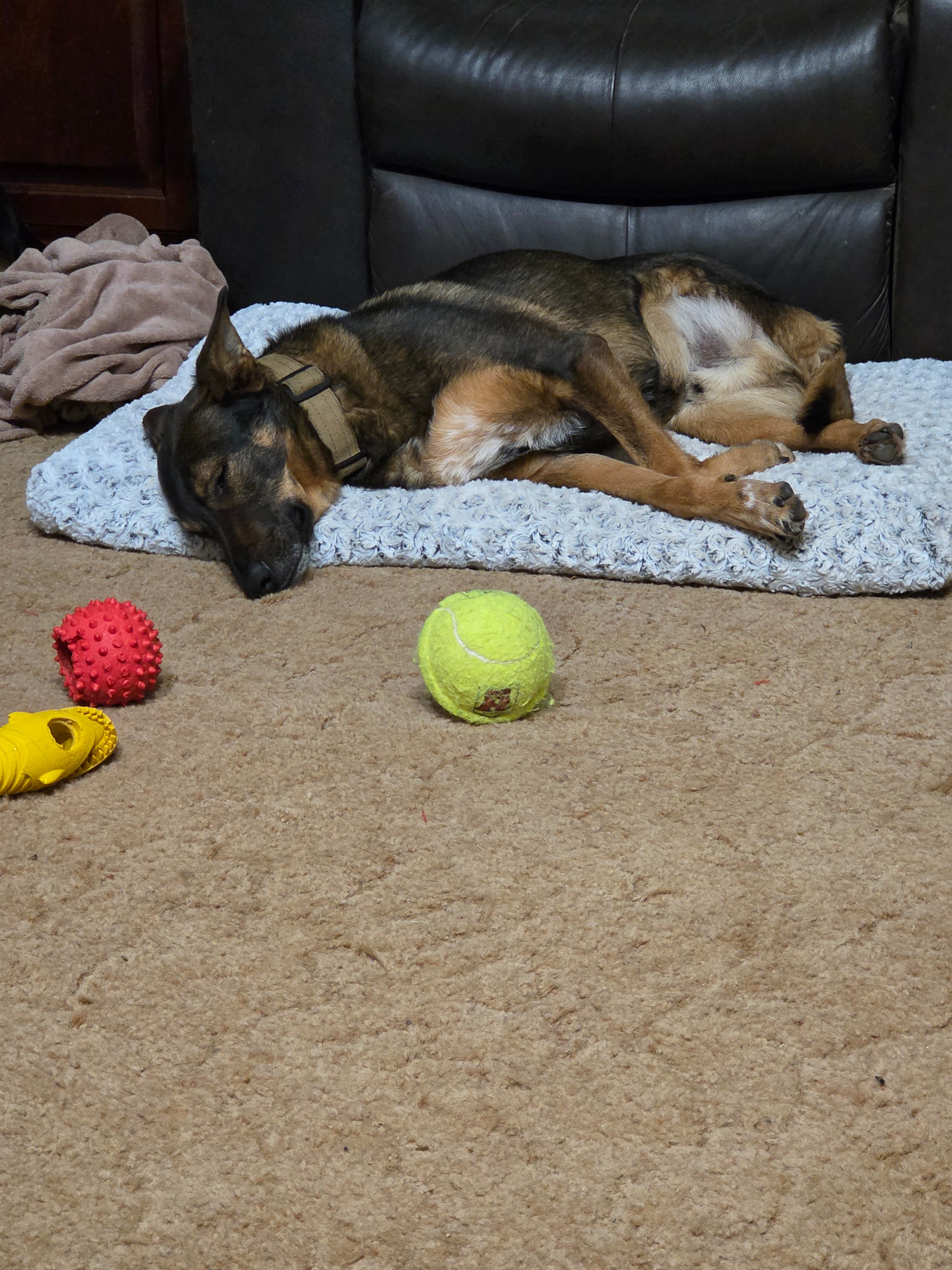 Three Legs, One Big Heart: Help Our Rescue Dog Heal campaign photo, 4 of 7