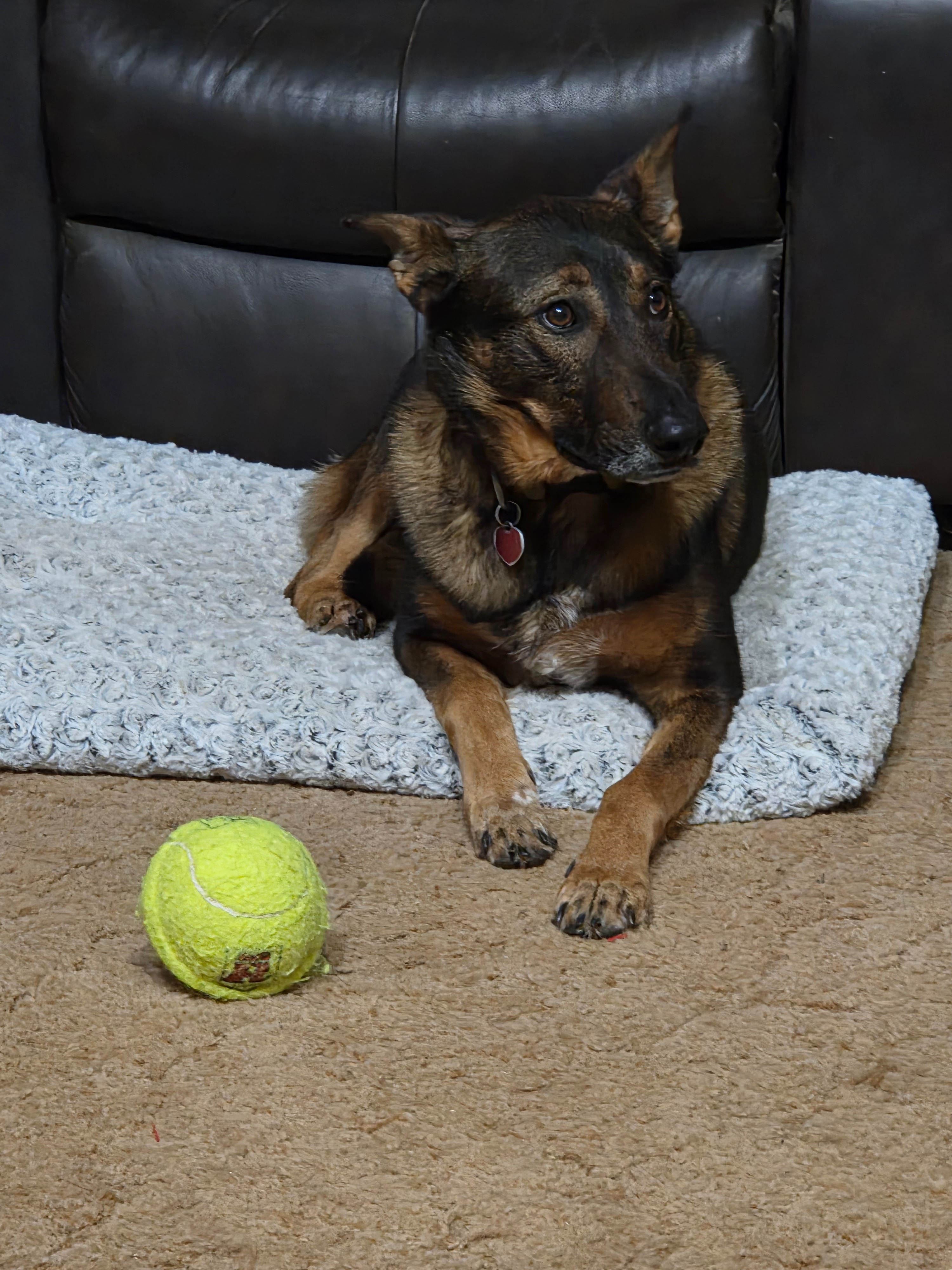 Three Legs, One Big Heart: Help Our Rescue Dog Heal campaign photo, 5 of 7