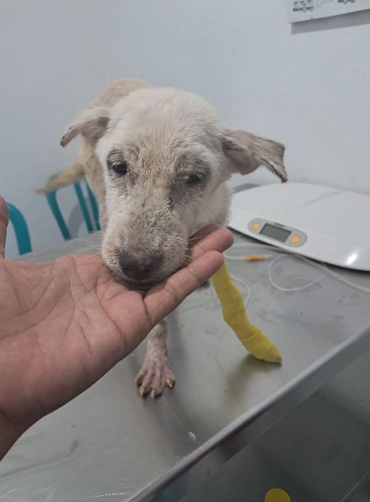 Help Heidi Save 150 Bali Dogs — No Birthday Gifts, Just Hope campaign photo, 7 of 8