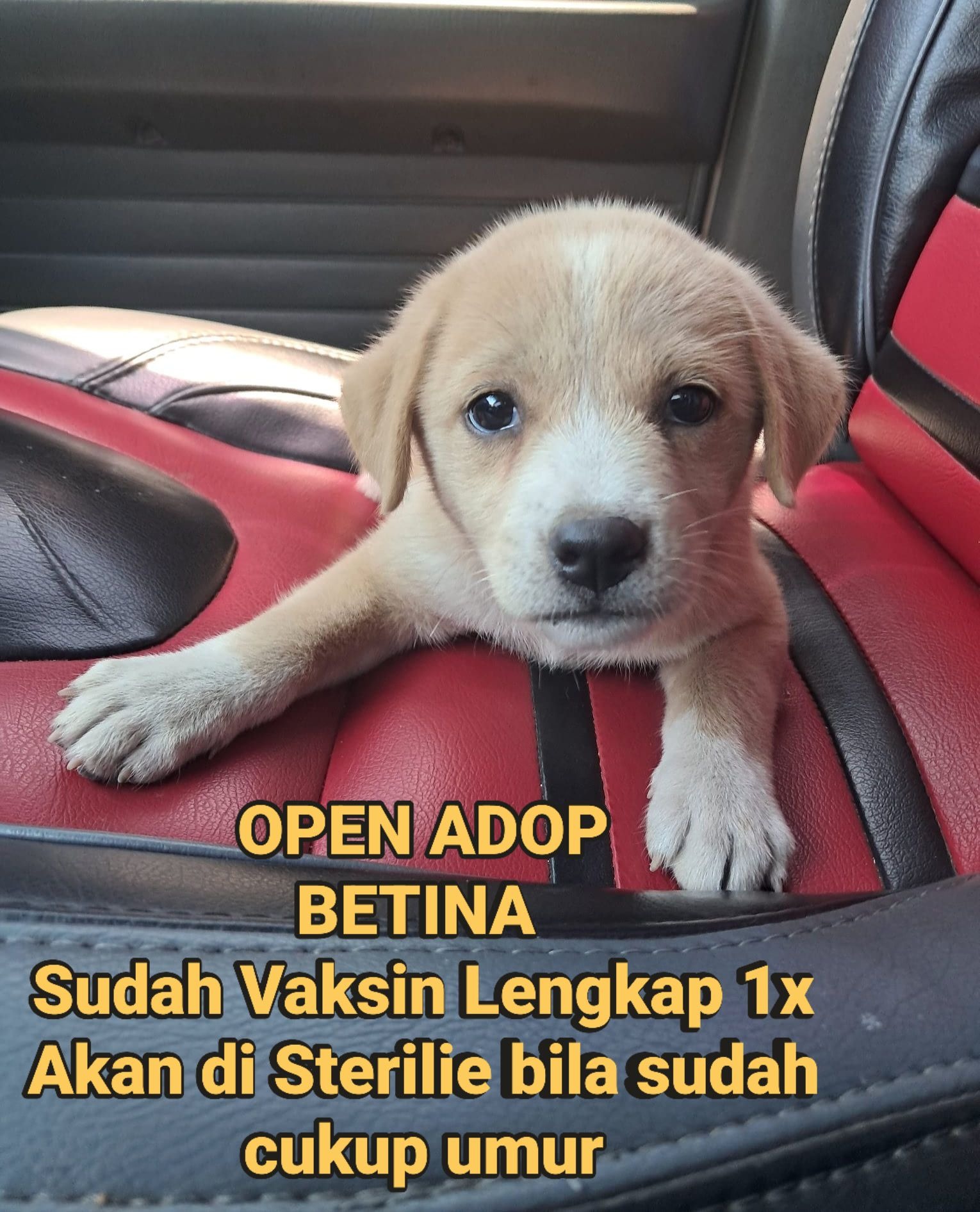 Help Heidi Save 150 Bali Dogs — No Birthday Gifts, Just Hope campaign photo, 2 of 8